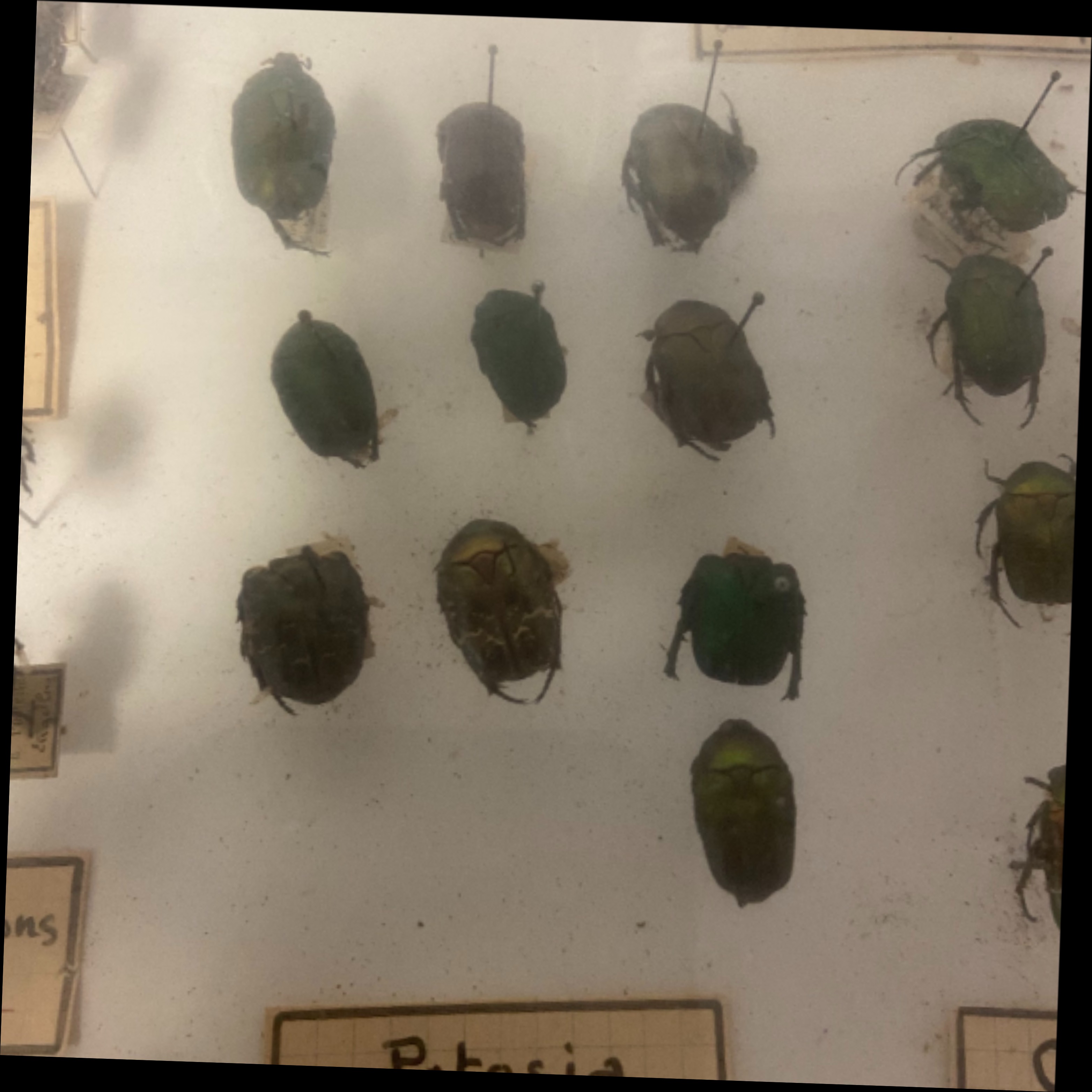 Vitrine ancienne contenant une collection de réplique d'insectes ( COLEOPTERES) - Bon état - Photo 5