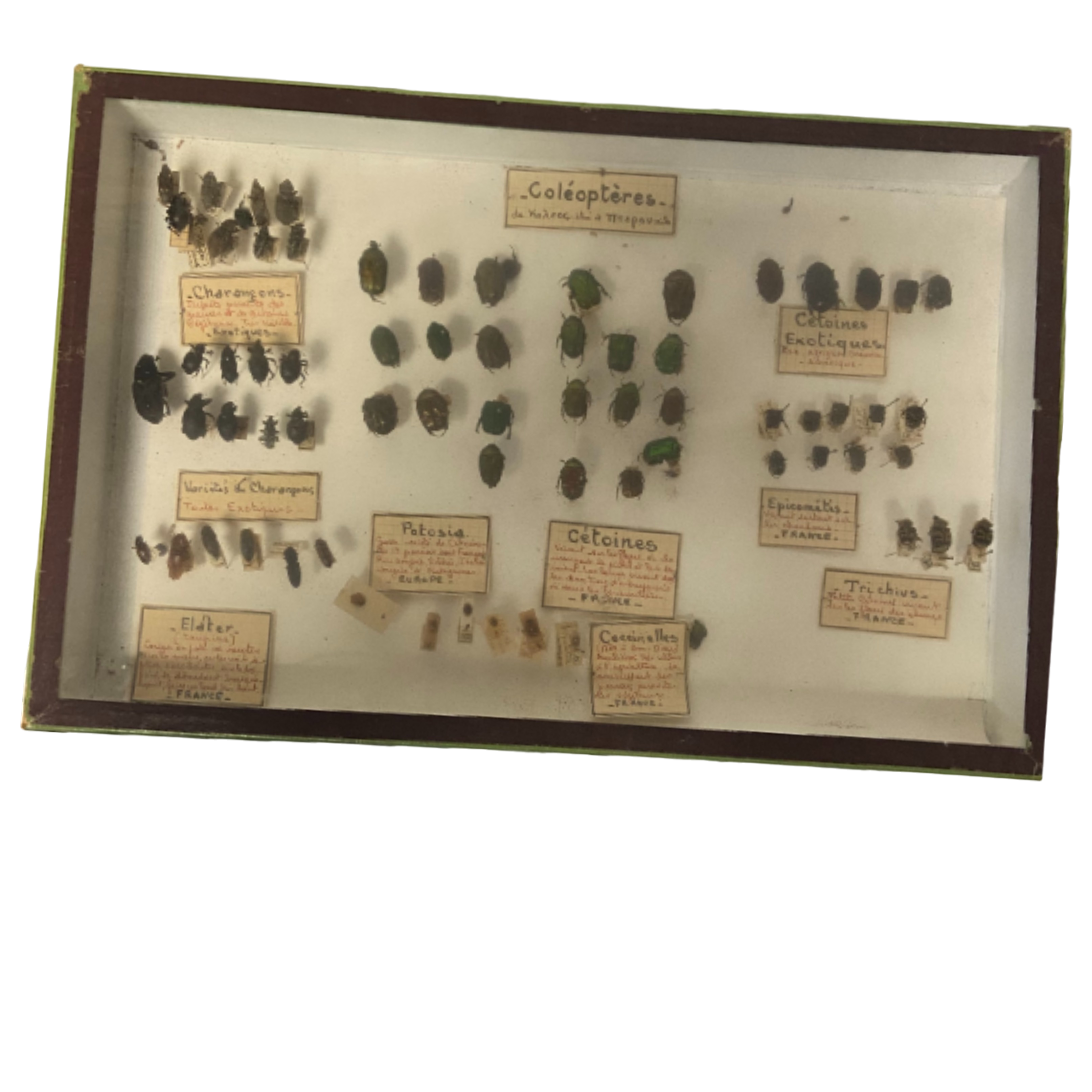 Vitrine ancienne contenant une collection de réplique d'insectes ( COLEOPTERES) - Bon état sur Label Emmaüs