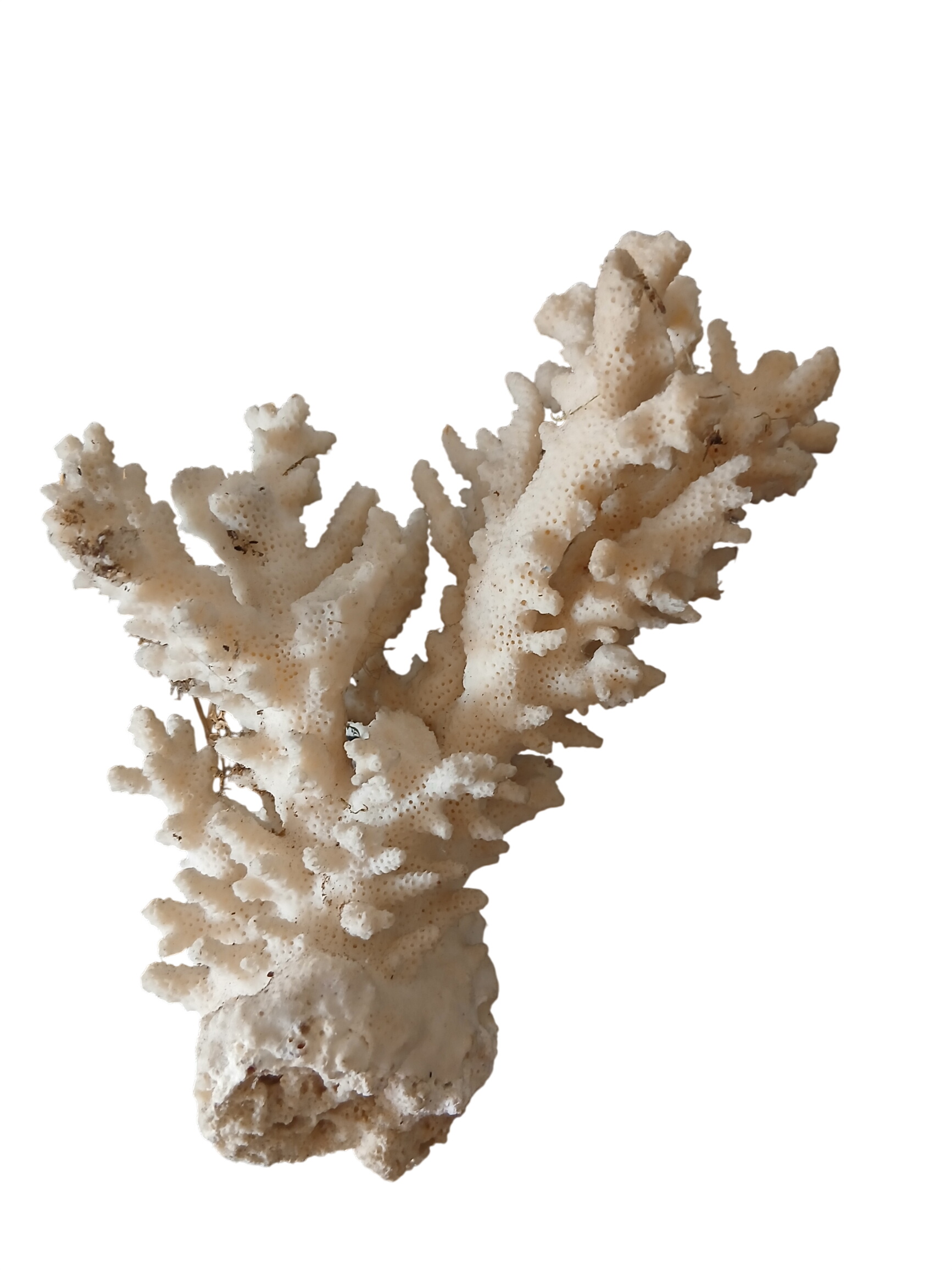 Acheter Branche de corail blanc (longueur 16 cm) - 20,00 € Branche de corail blanc (longueur 16 cm) - reconditionné disponible sur Label Emmaüs