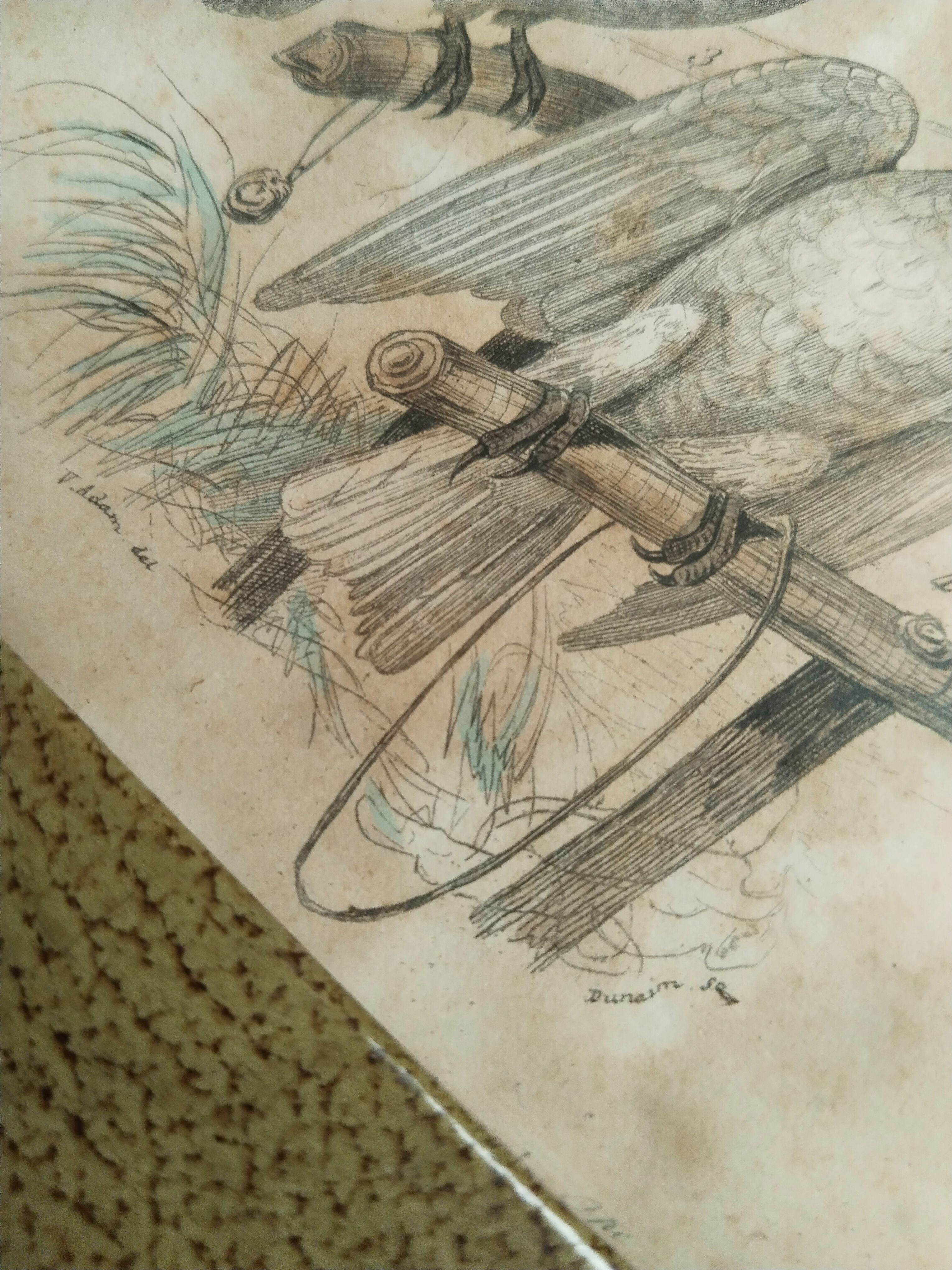 Cadre gravure antique de Cacatoès fait mains - Photo 3
