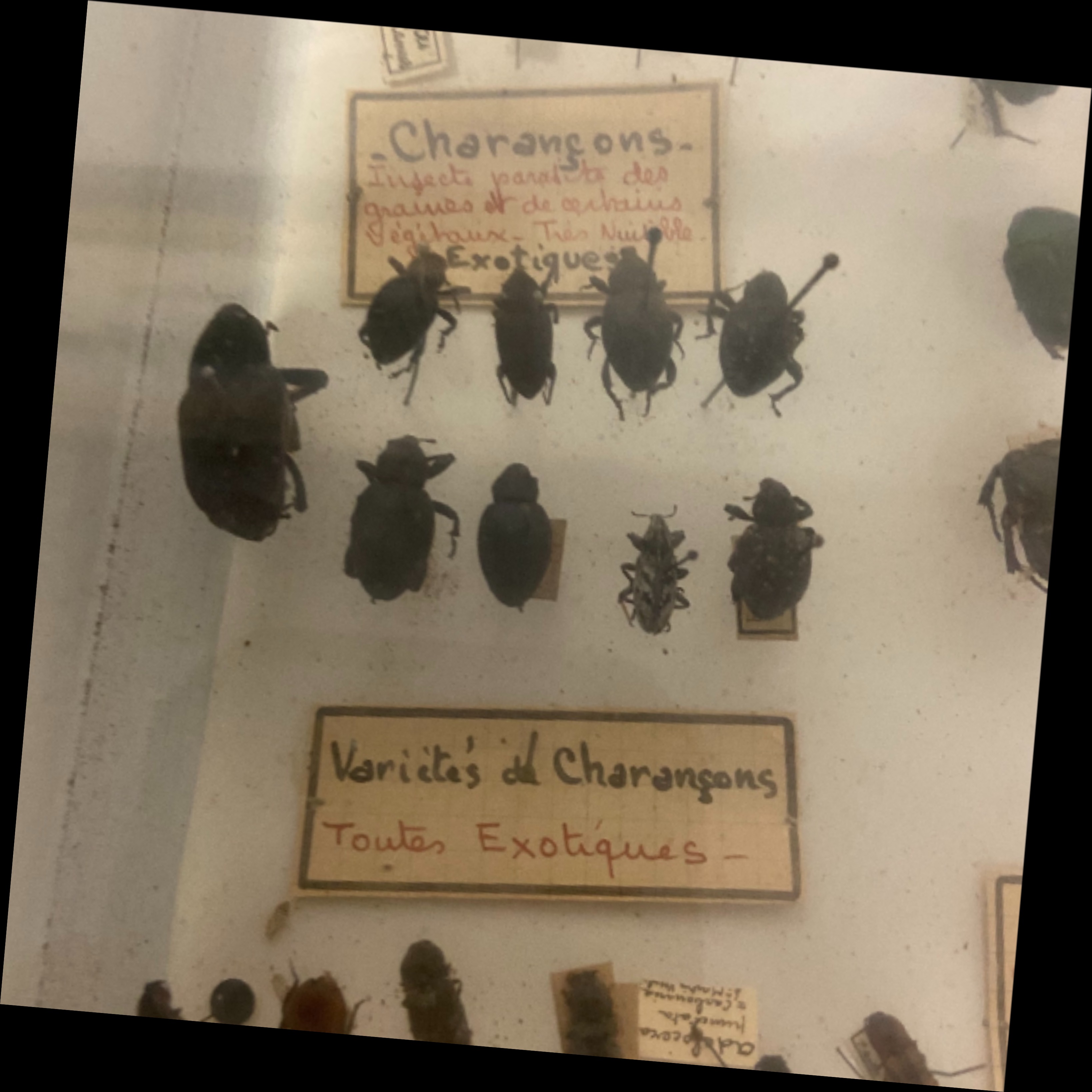 Vitrine ancienne contenant une collection de réplique d'insectes ( COLEOPTERES) - Bon état - Photo 12