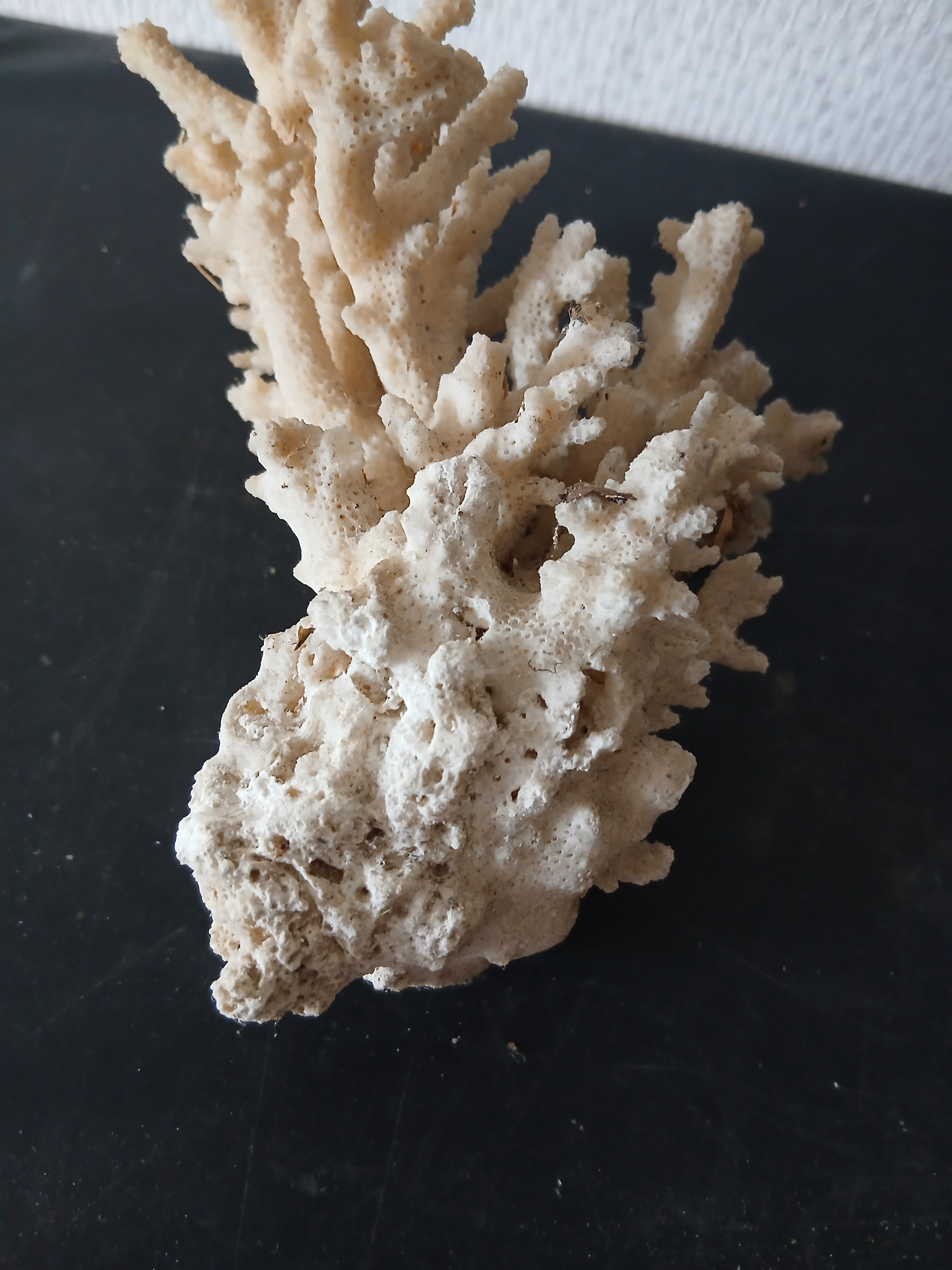 Voir photo 5 de Branche de corail blanc (longueur 16 cm) Branche de corail blanc (longueur 16 cm) - Vue 5 -