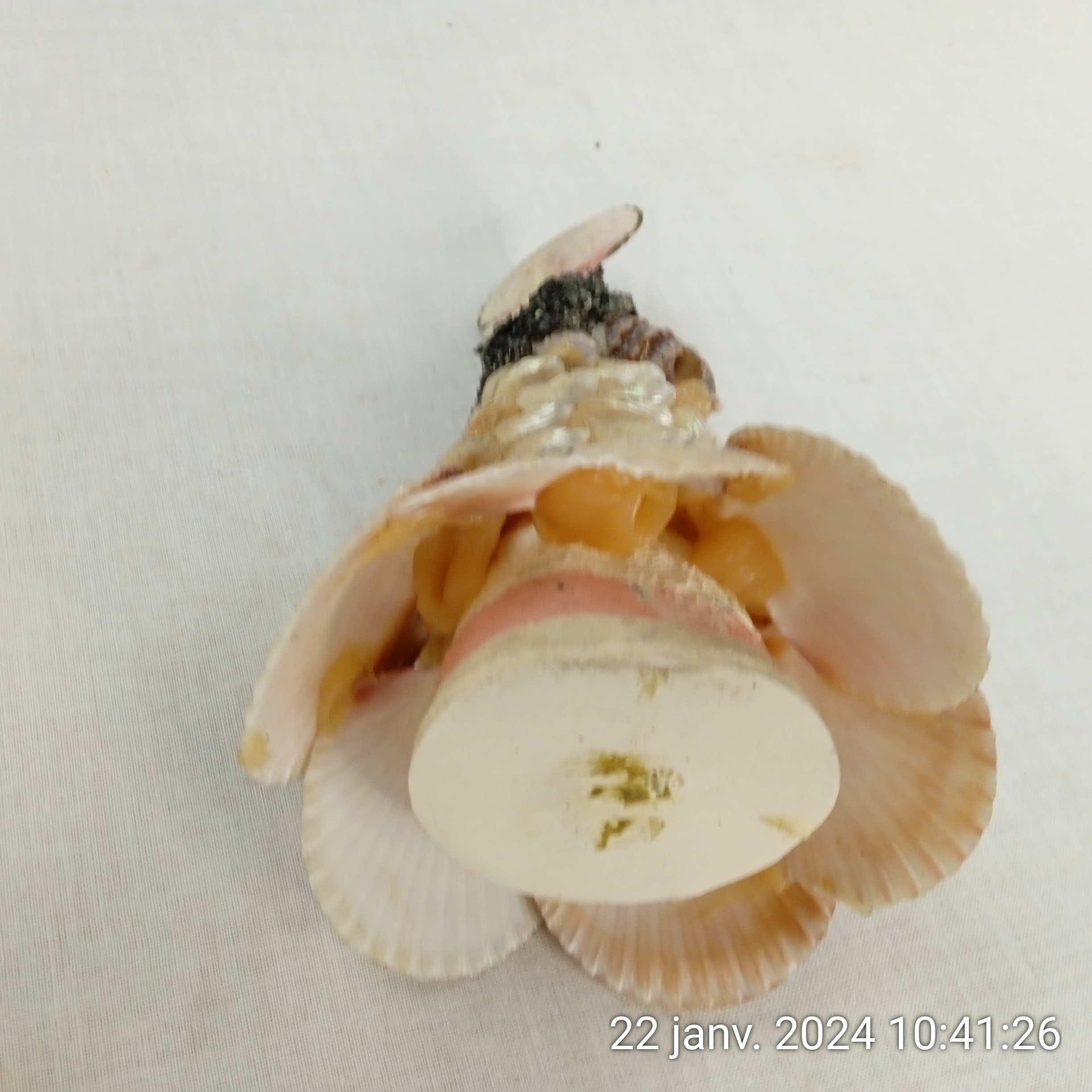 Figurine de poupée en coquillages French Seashell Woman 1960s Souvenir Bon état - Vue 4 - 