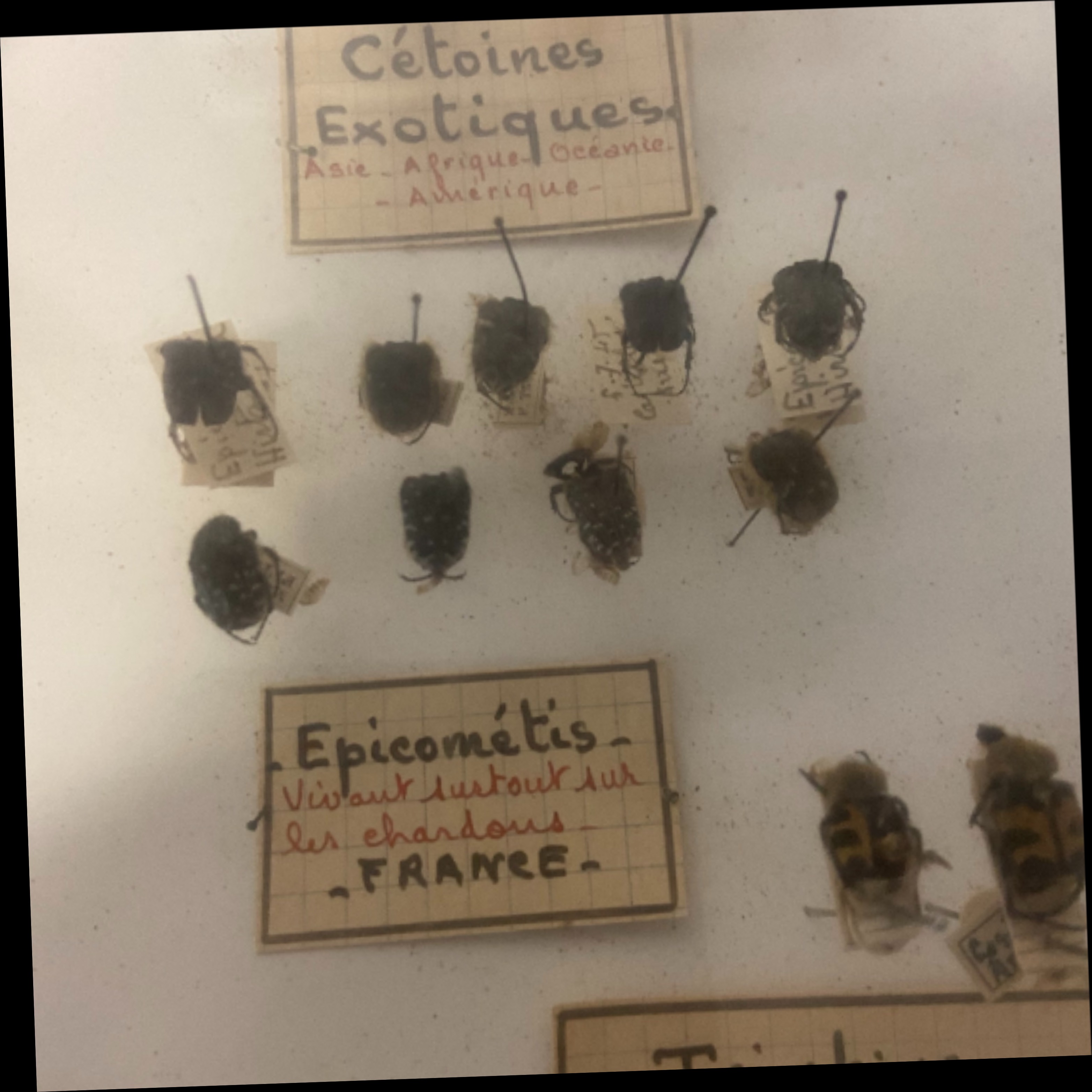 Vitrine ancienne contenant une collection de réplique d'insectes ( COLEOPTERES) - Bon état - Photo 8