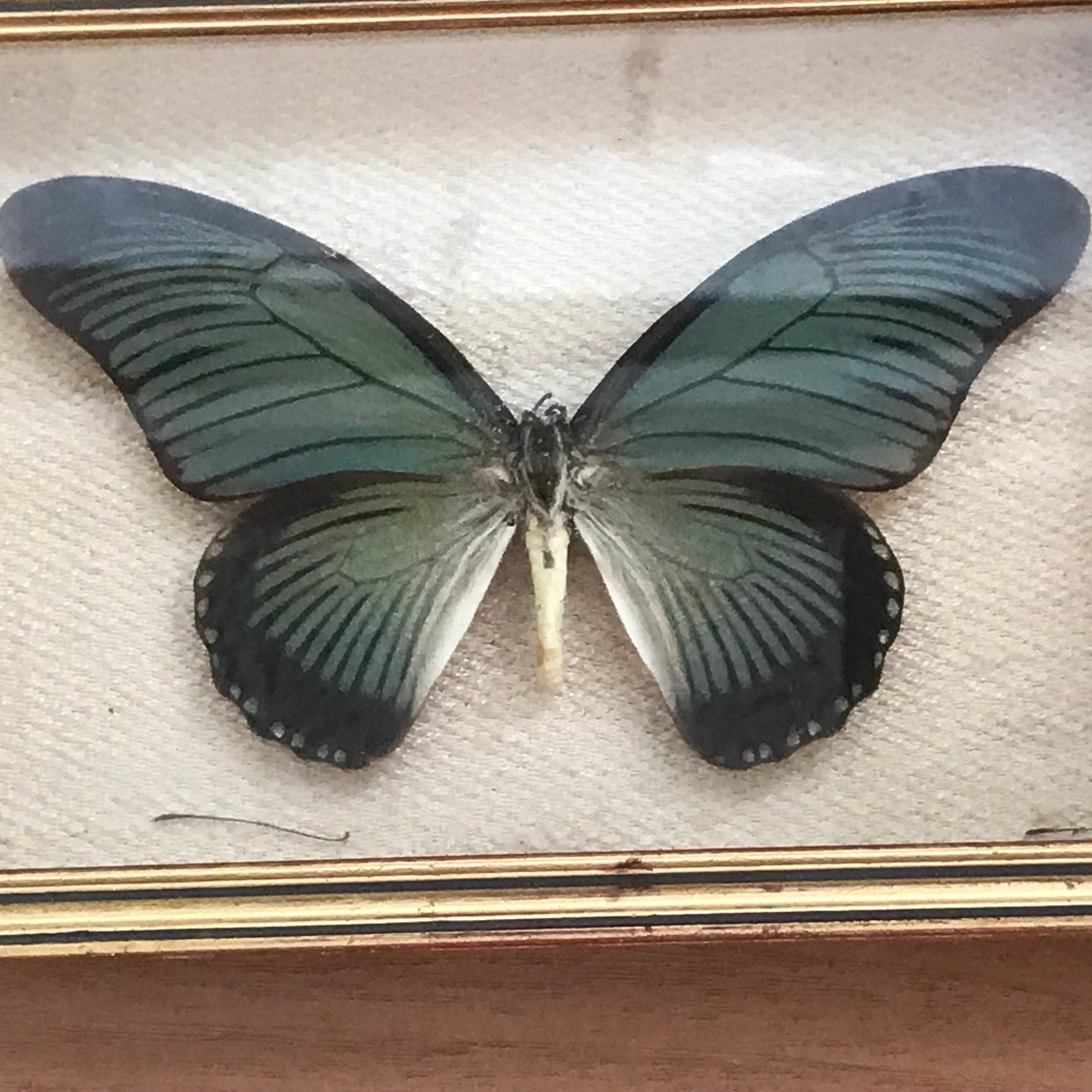 Cadre Papillon Vintage 