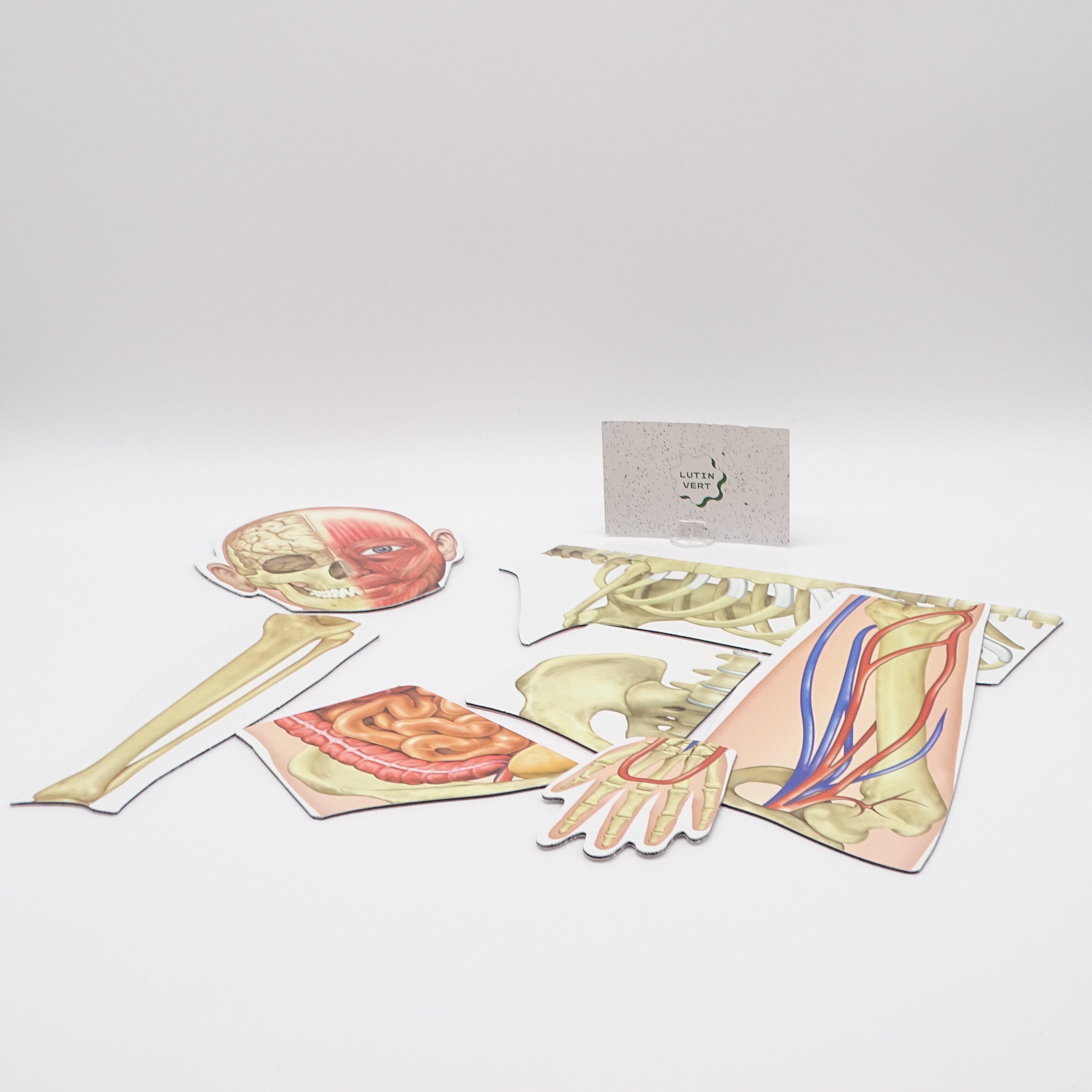 Voir photo 2 de Human body magnetic d'occasion LEARNING RESOURCES - Dès 5 ans | Ref 13981 Human body magnetic d'occasion LEARNING RESOURCES - Dès 5 ans | Ref 13981 Très bon état - Vue 2 -