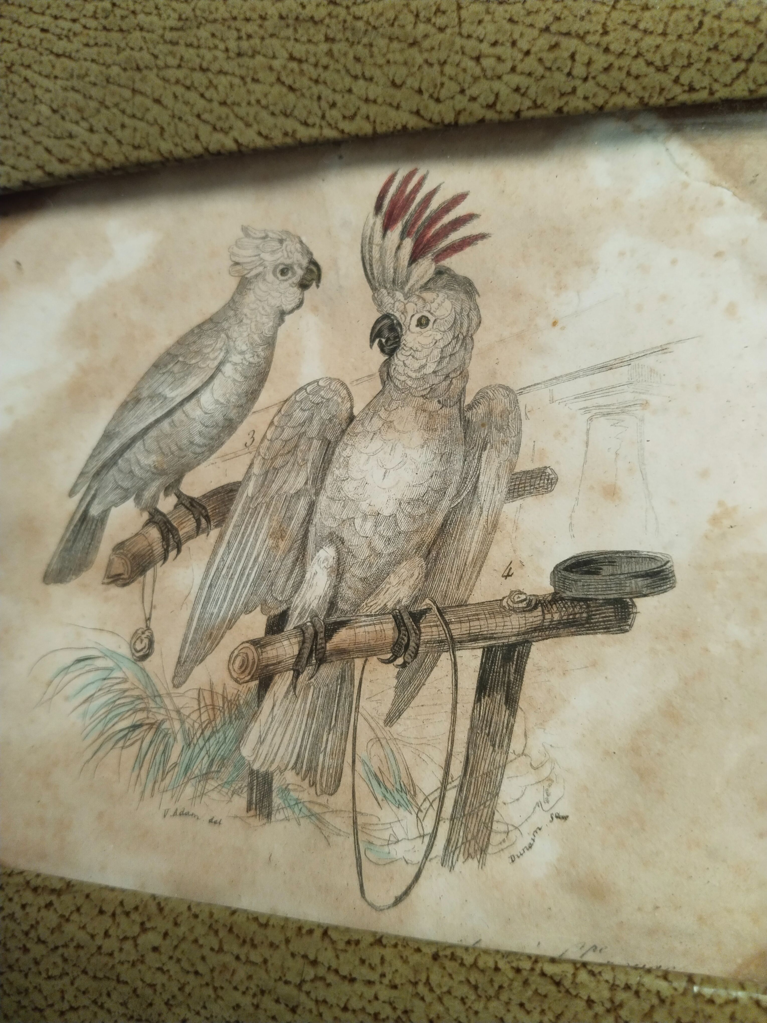Cadre gravure antique de Cacatoès fait mains - Photo 1