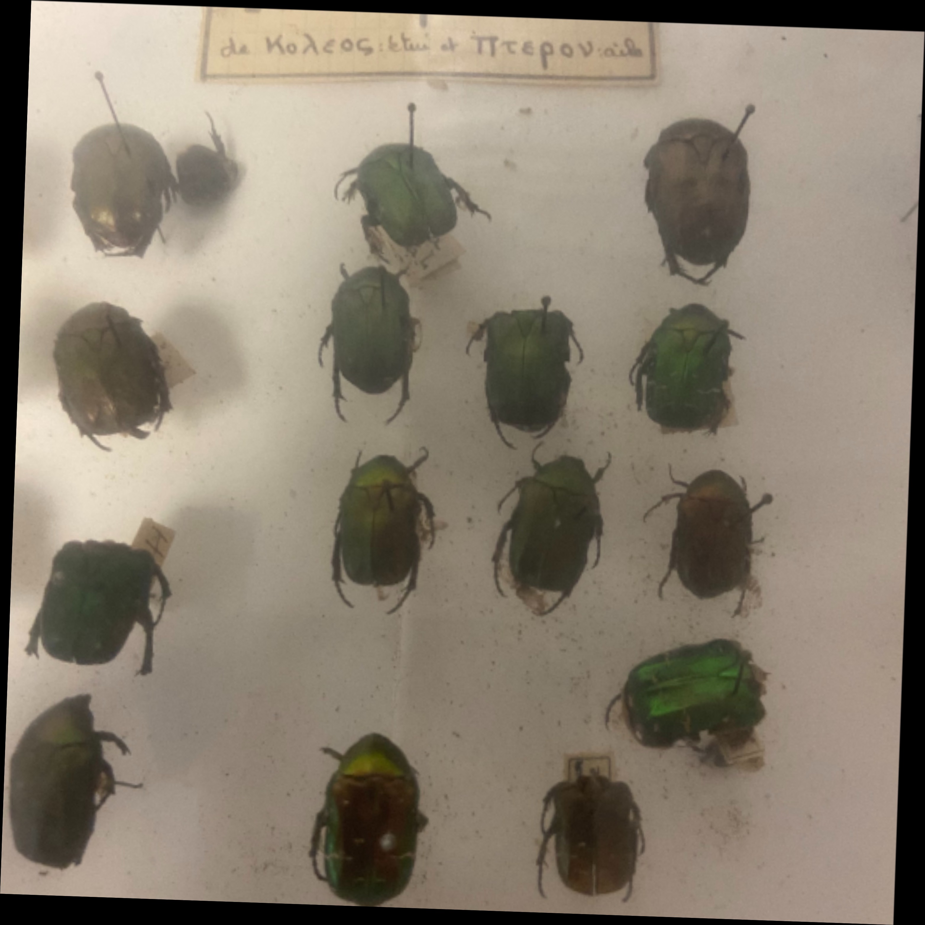 Vitrine ancienne contenant une collection de réplique d'insectes ( COLEOPTERES) - Bon état - Photo 7