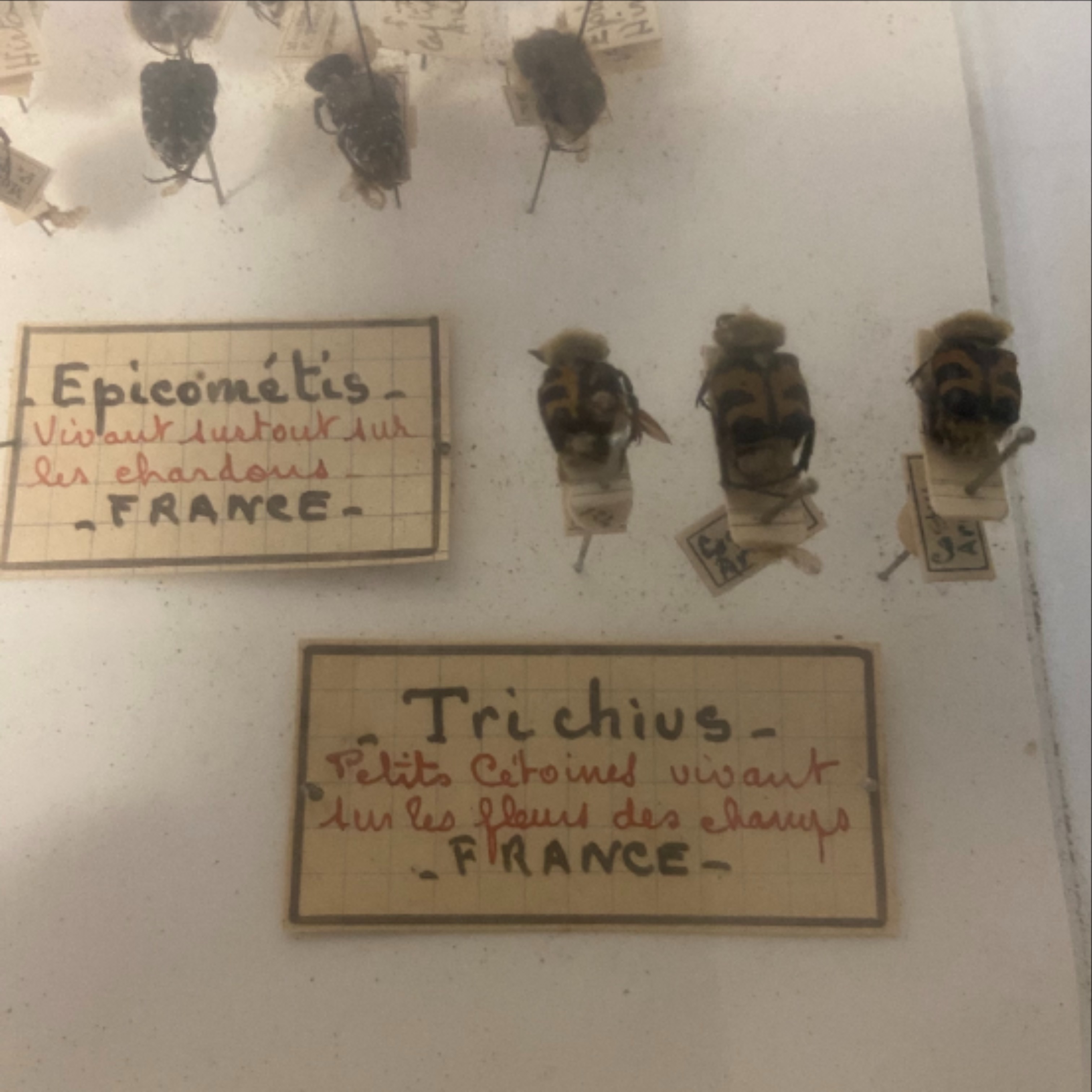 Vitrine ancienne contenant une collection de réplique d'insectes ( COLEOPTERES) - Bon état - Photo 9