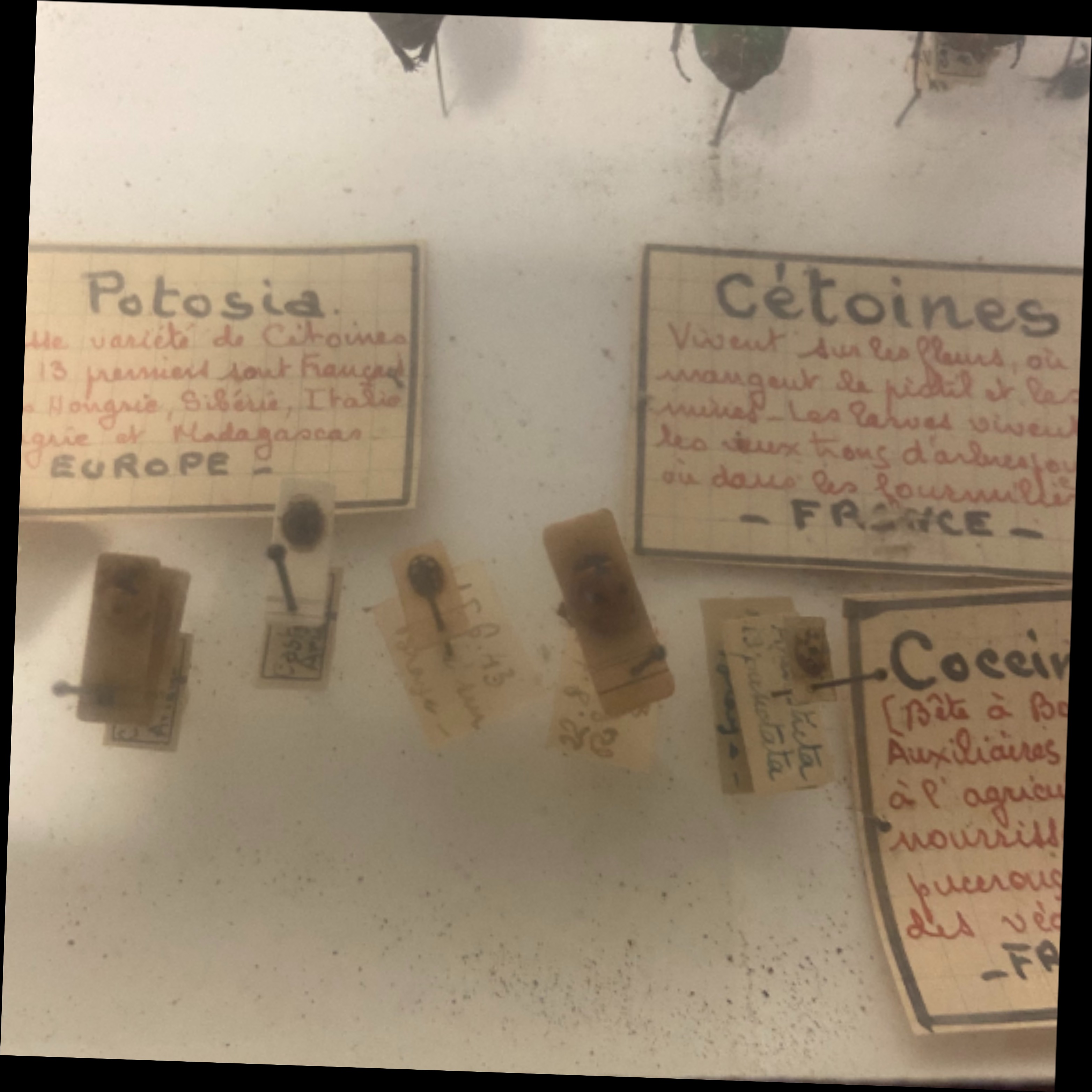 Vitrine ancienne contenant une collection de réplique d'insectes ( COLEOPTERES) - Bon état - Photo 10