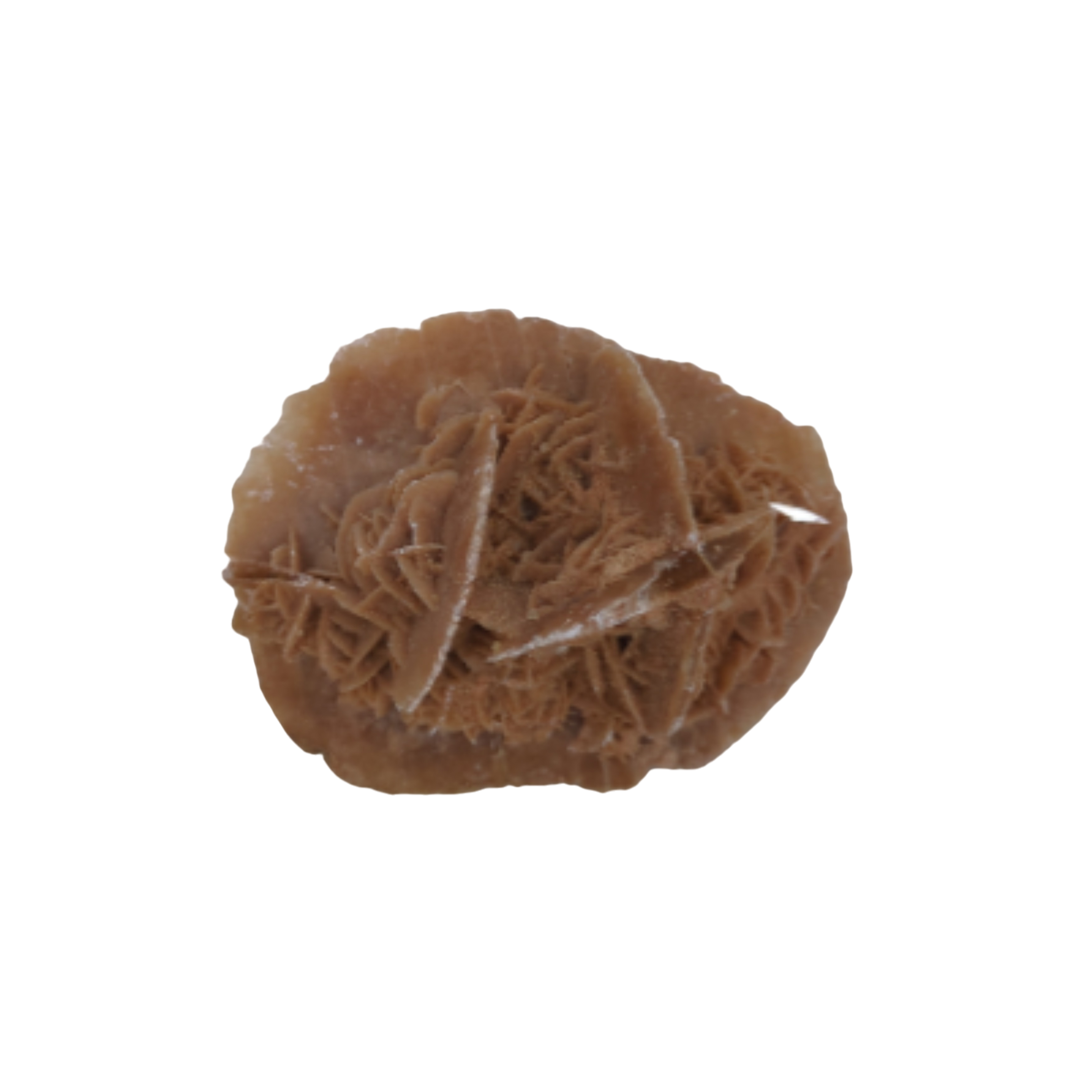 Acheter Rose des vents Bon état - 10,00 € Rose des vents Bon état - reconditionné disponible sur Label Emmaüs