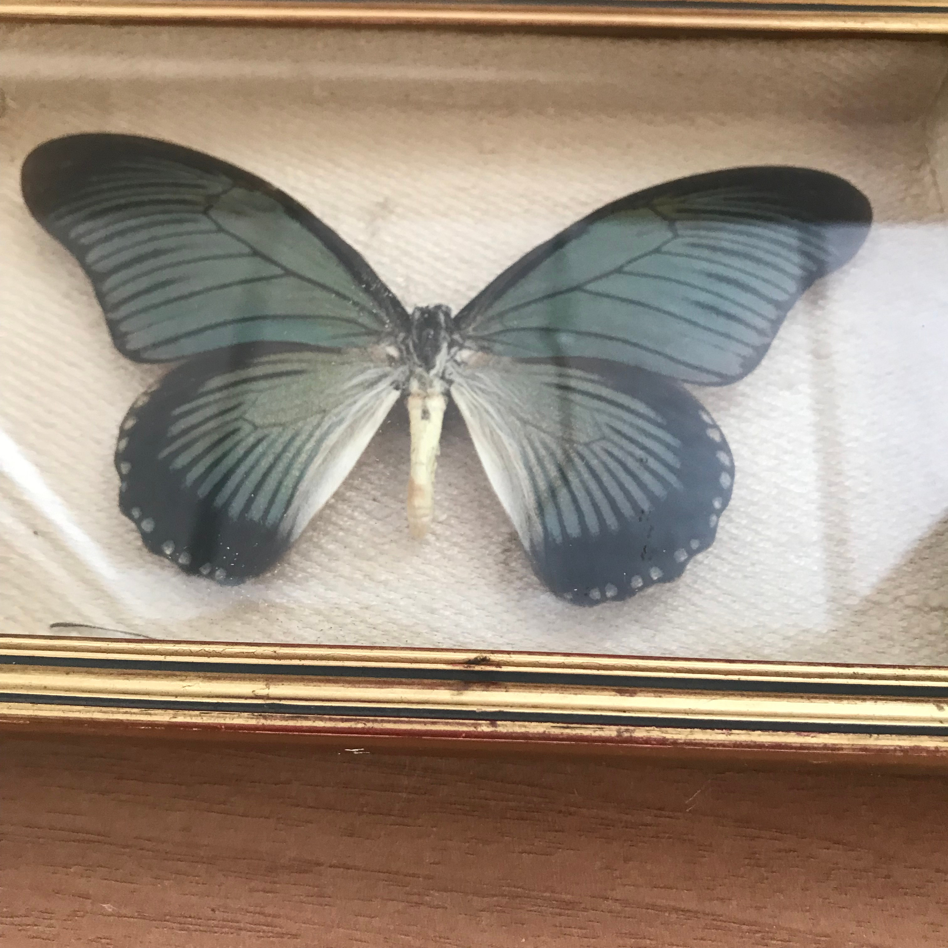 Cadre Papillon Vintage 