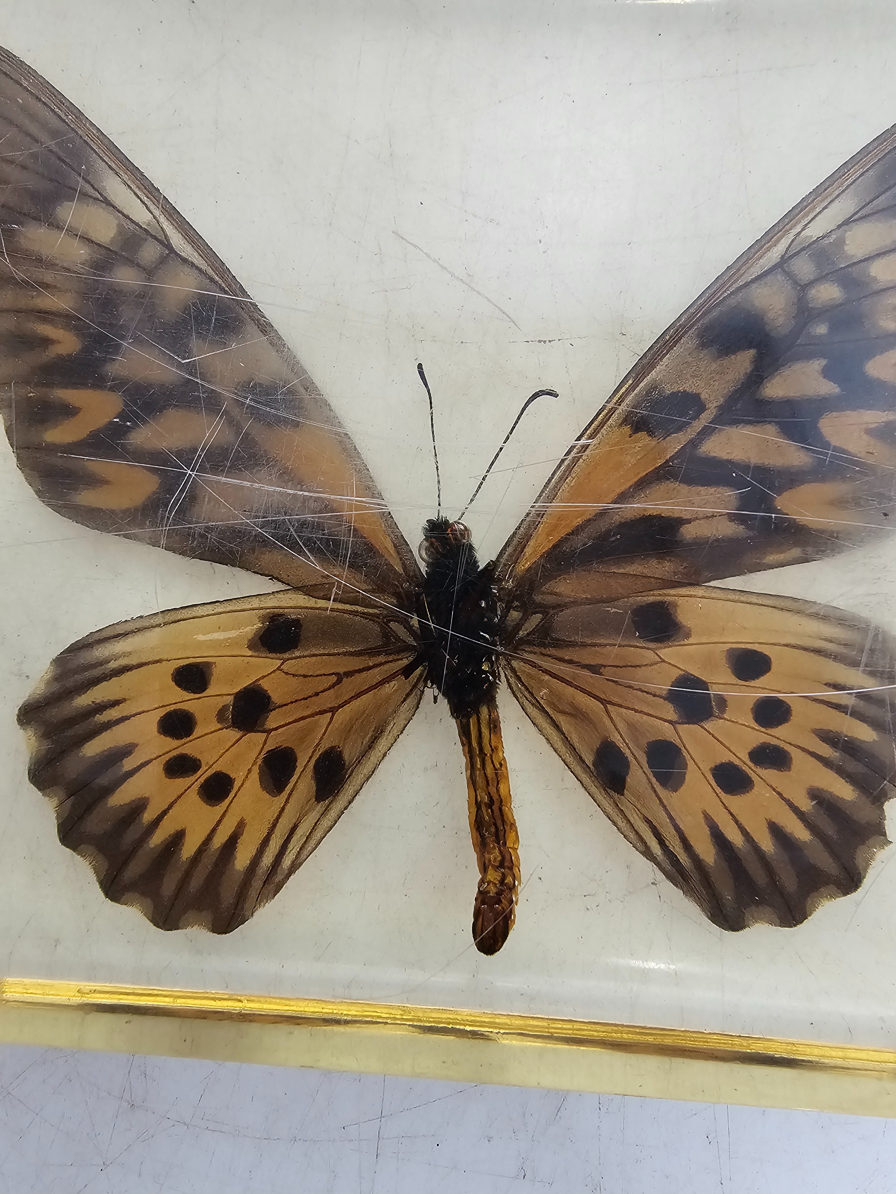 Papilio antimachus en inclusion en résine - Photo 2