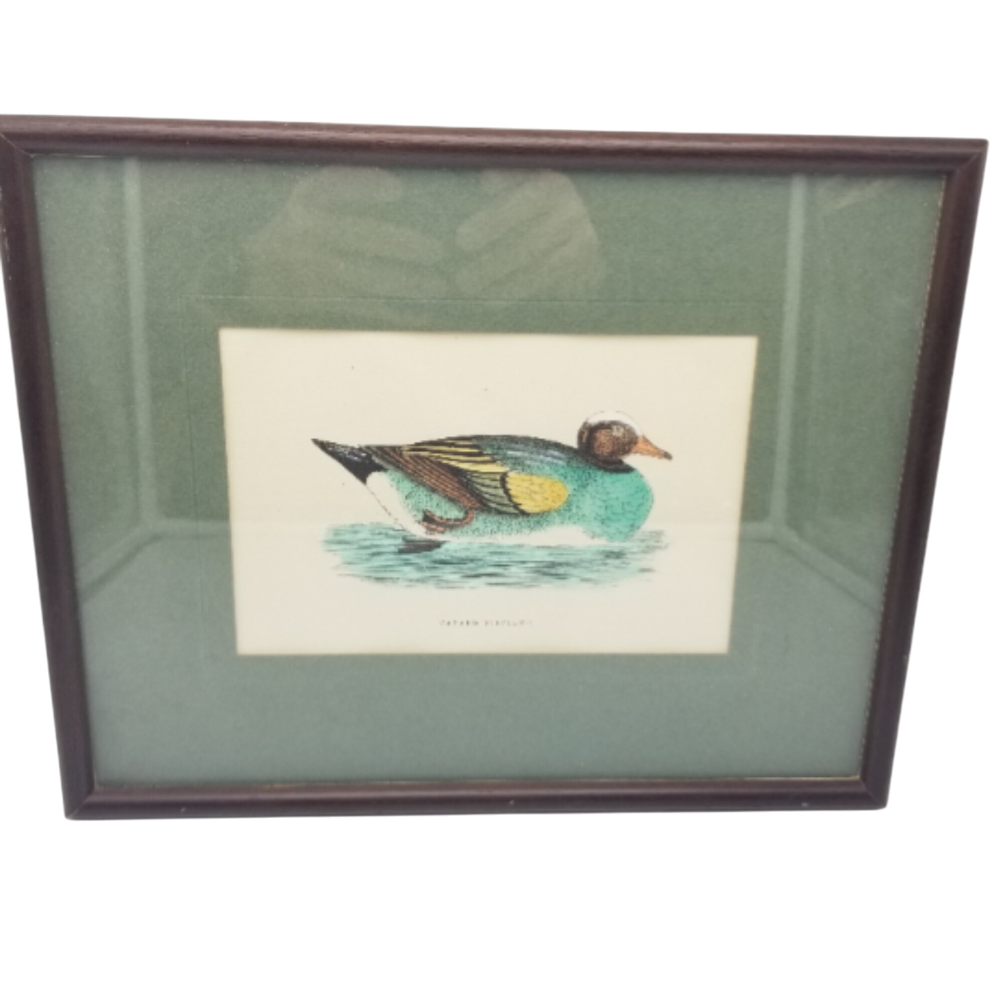 🏠 Lithographie canard siffleur pour la maison pas cher et solidaire -  Label Emmaüs, image size:2000x2000