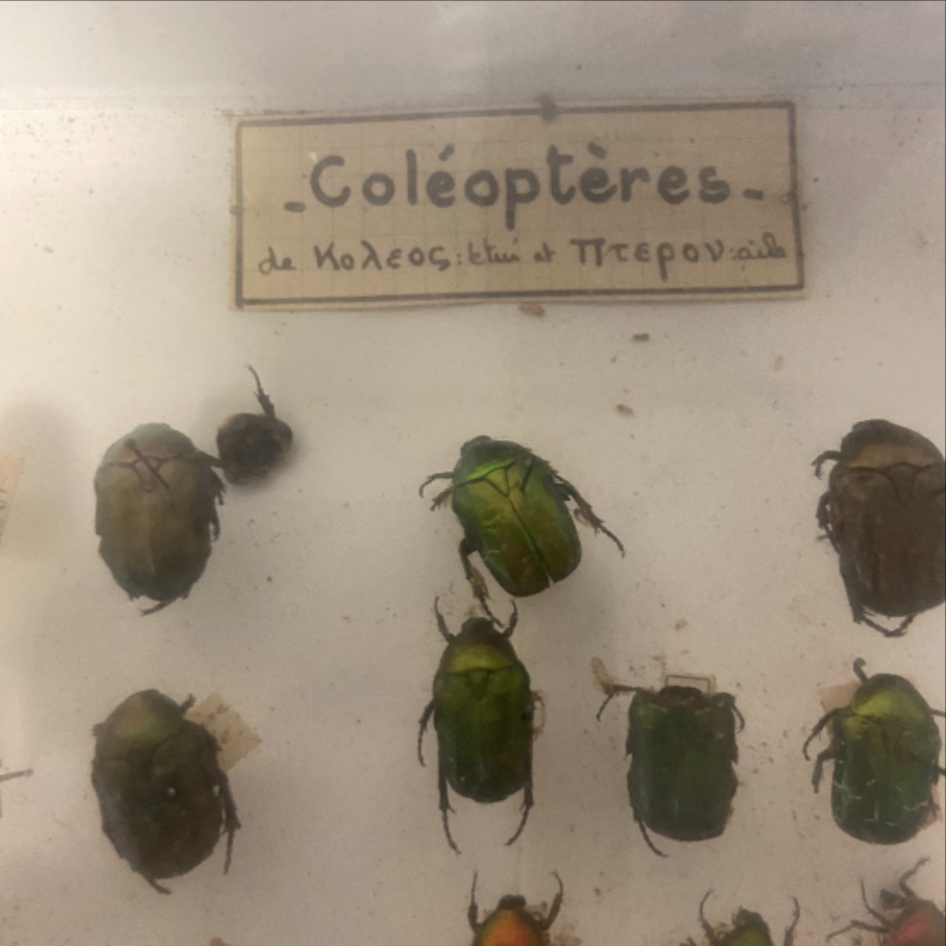 Vitrine ancienne contenant une collection de réplique d'insectes ( COLEOPTERES) - Bon état - Photo 11