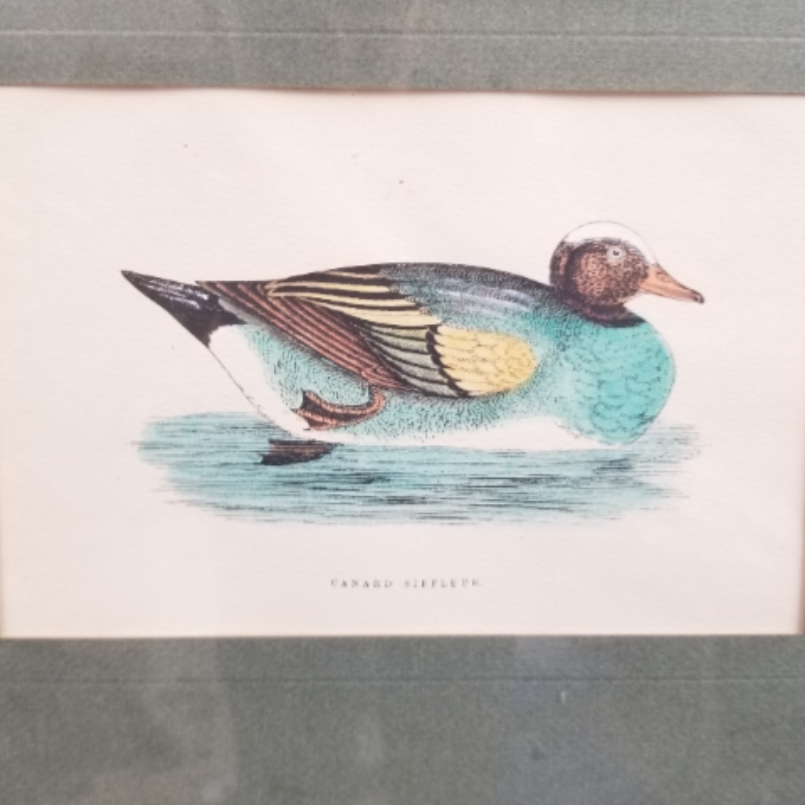 🏠 Lithographie canard siffleur pour la maison pas cher et solidaire -  Label Emmaüs, image size:2671x2671