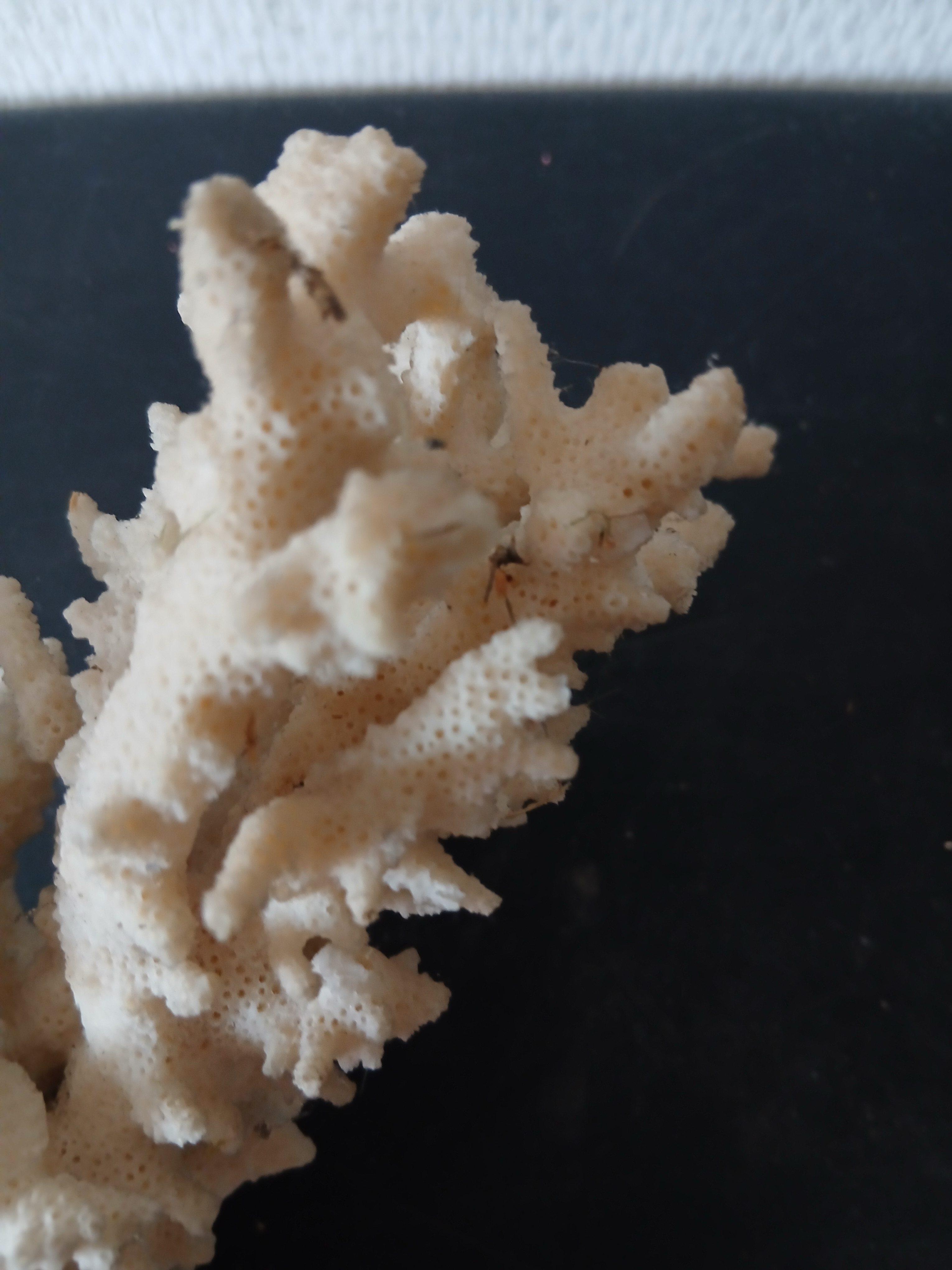 Voir photo 2 de Branche de corail blanc (longueur 16 cm) Branche de corail blanc (longueur 16 cm) - Vue 2 -