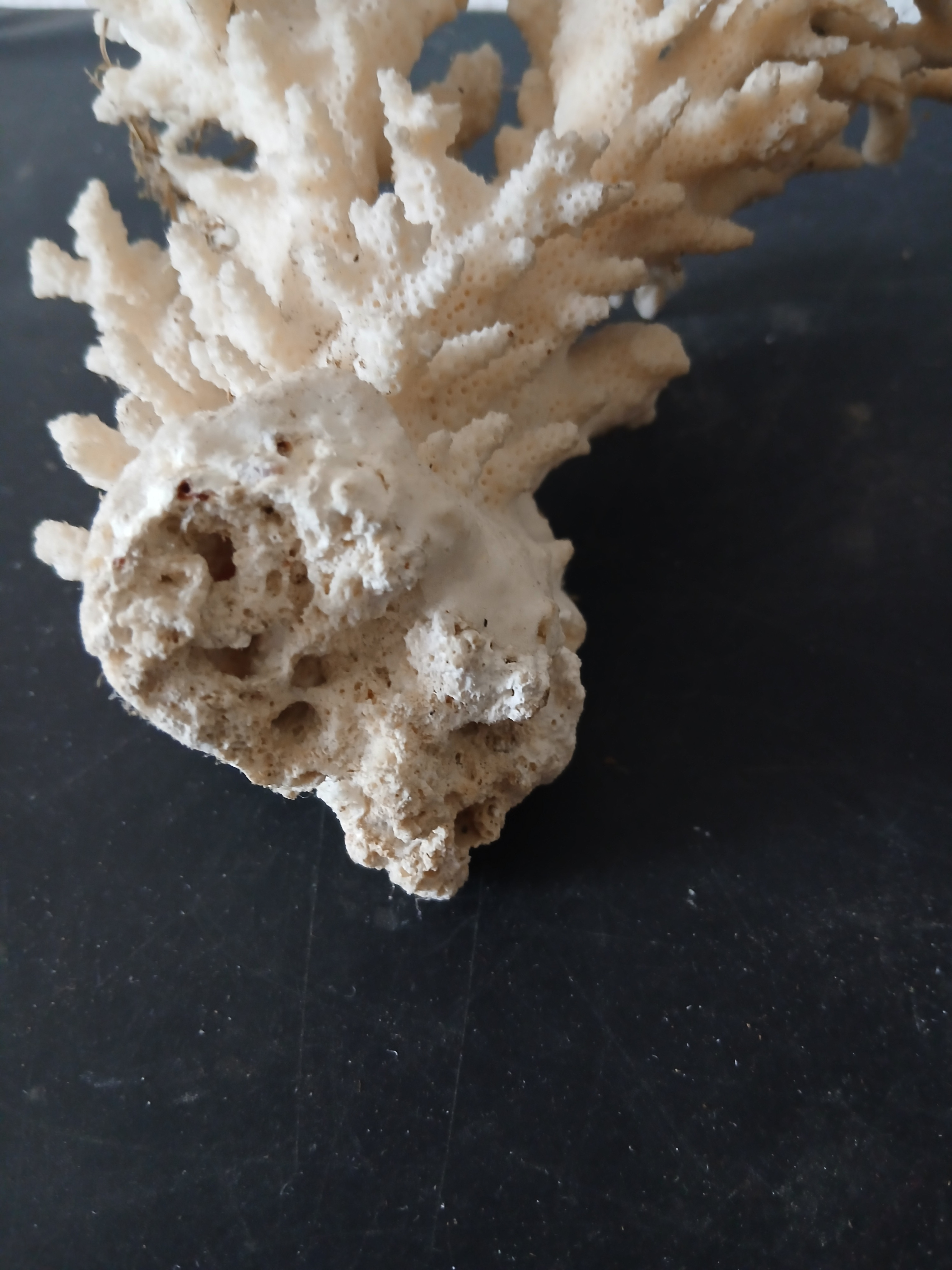 Voir photo 3 de Branche de corail blanc (longueur 16 cm) Branche de corail blanc (longueur 16 cm) - Vue 3 -