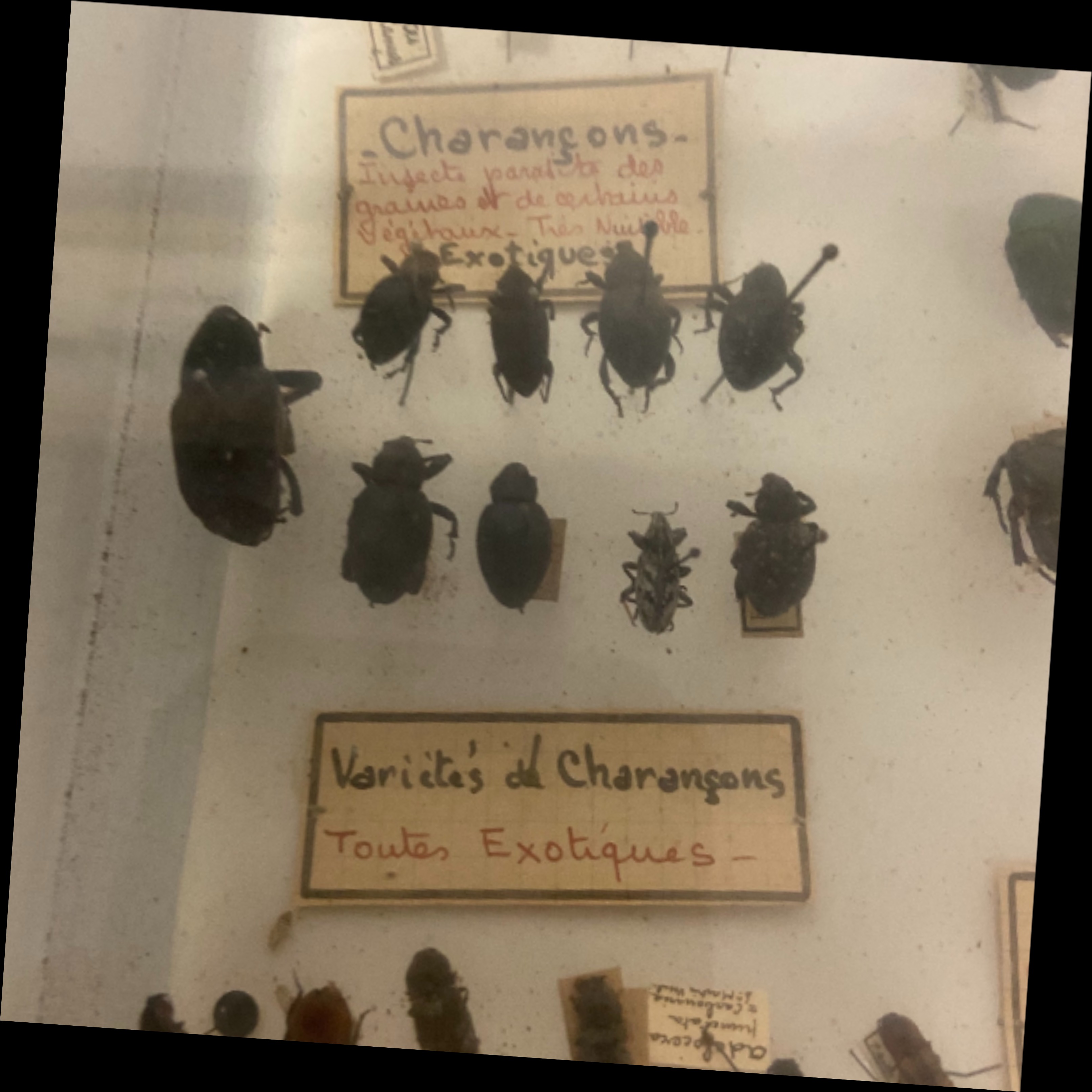 Vitrine ancienne contenant une collection de réplique d'insectes ( COLEOPTERES) - Bon état - Photo 3