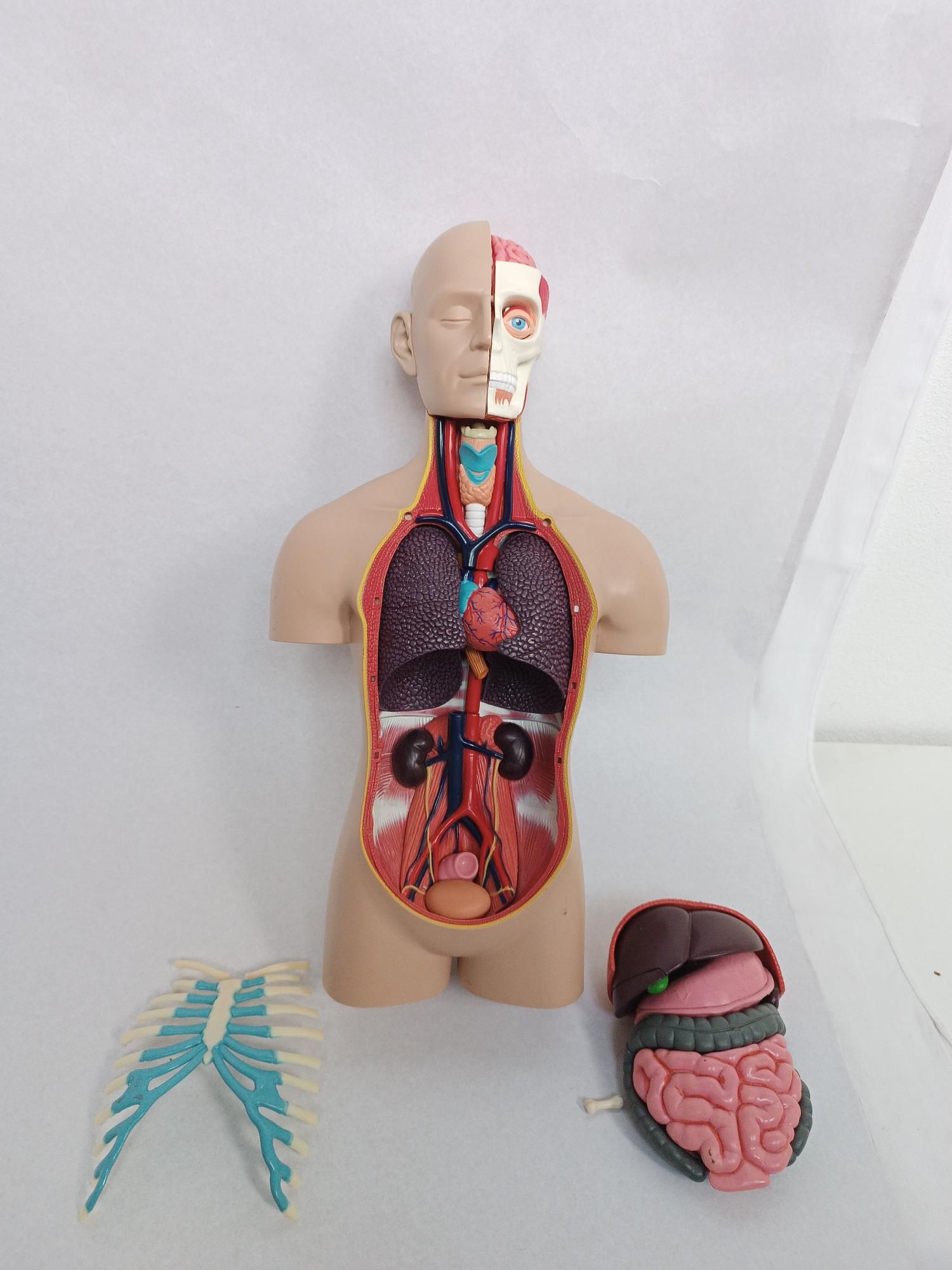Kit corps humain éducatif Très bon état - Vue 2 - 