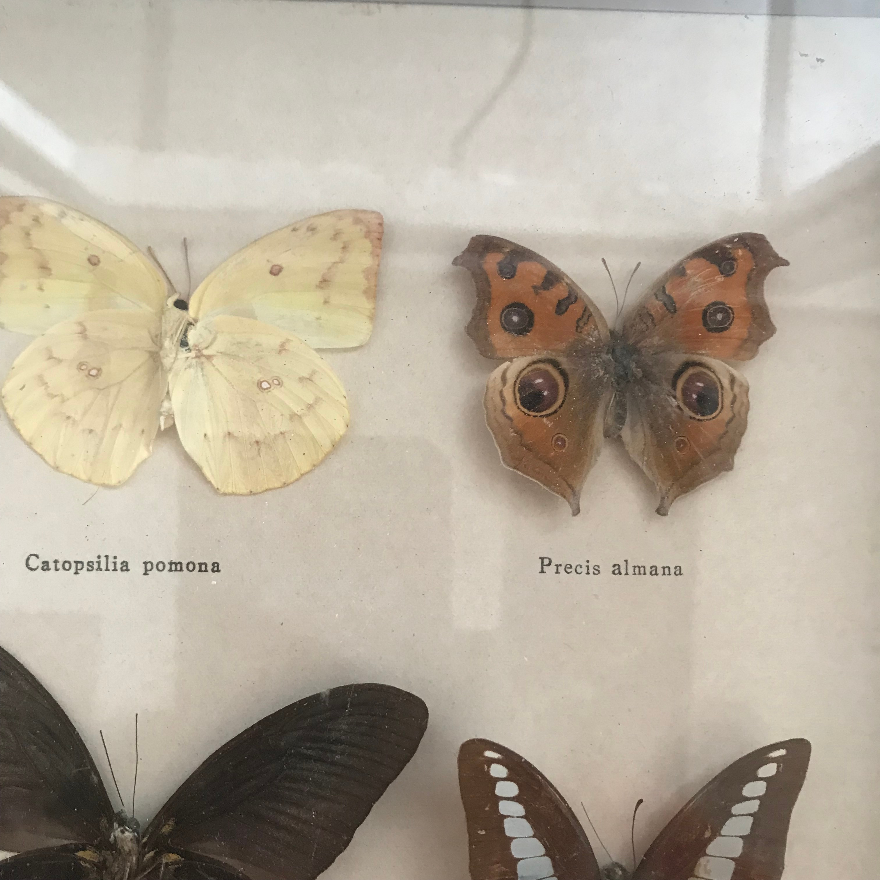 Cadre 6 Papillons Exotiques - Photo 2