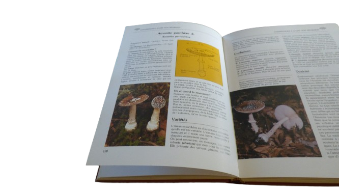 Le livre des champignons - 1988 - Photo 8