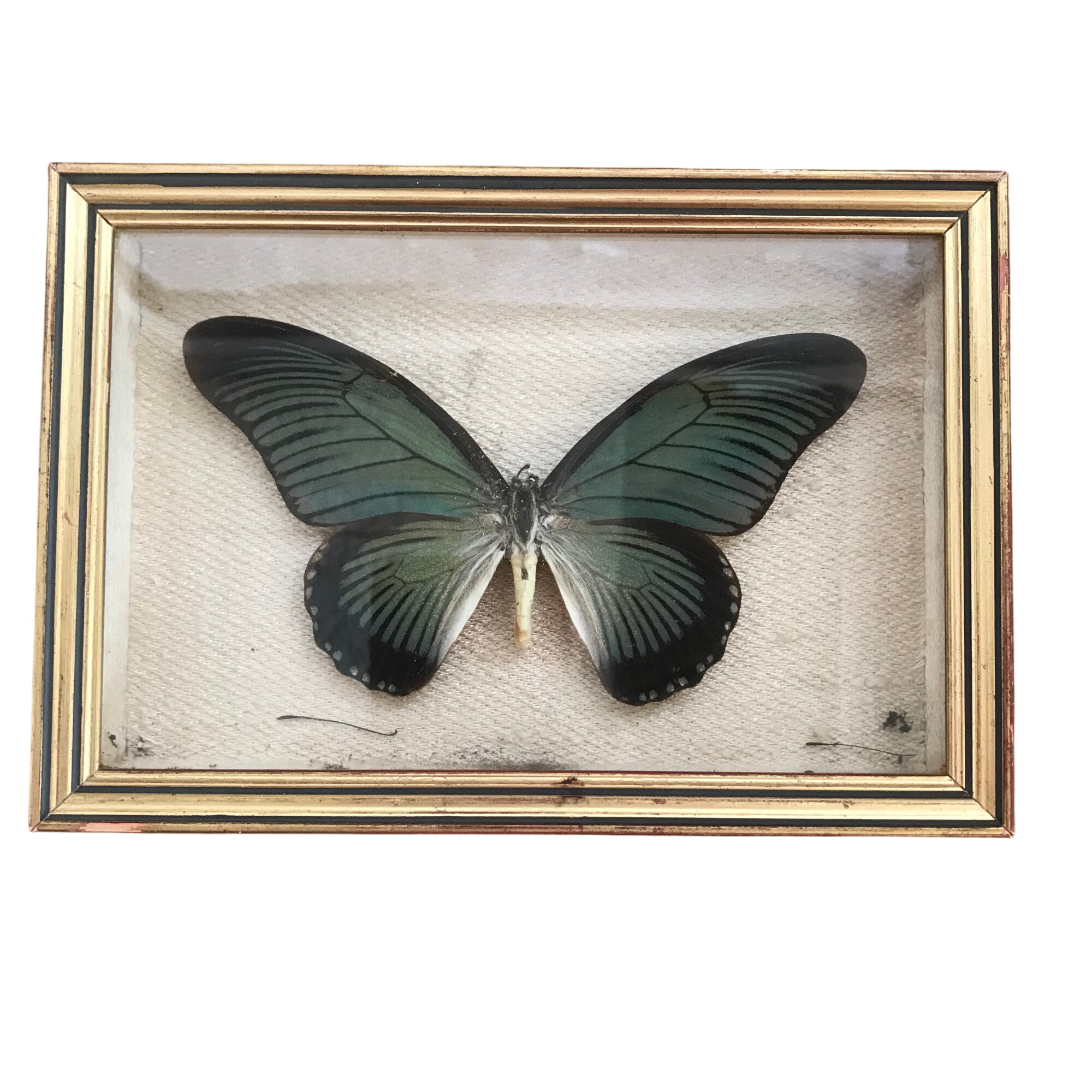 Cadre Papillon Vintage 