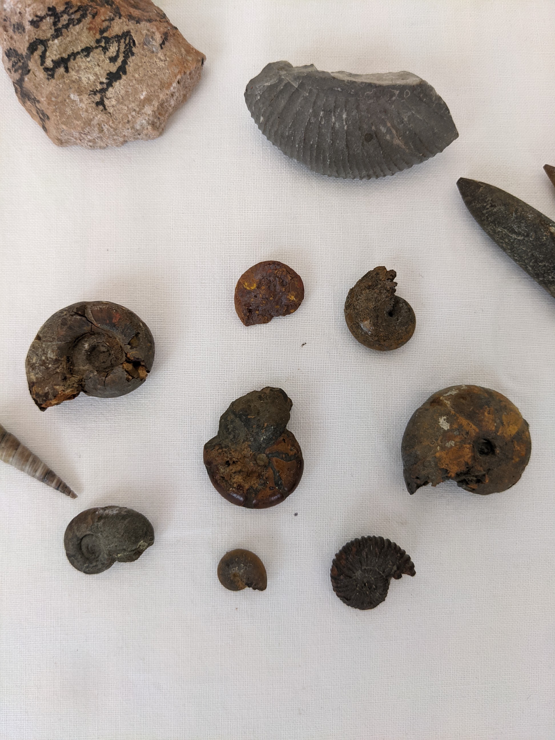 Les Mollusques Marins du Roussillon. I + II Gastropodes & Pèlècypodes