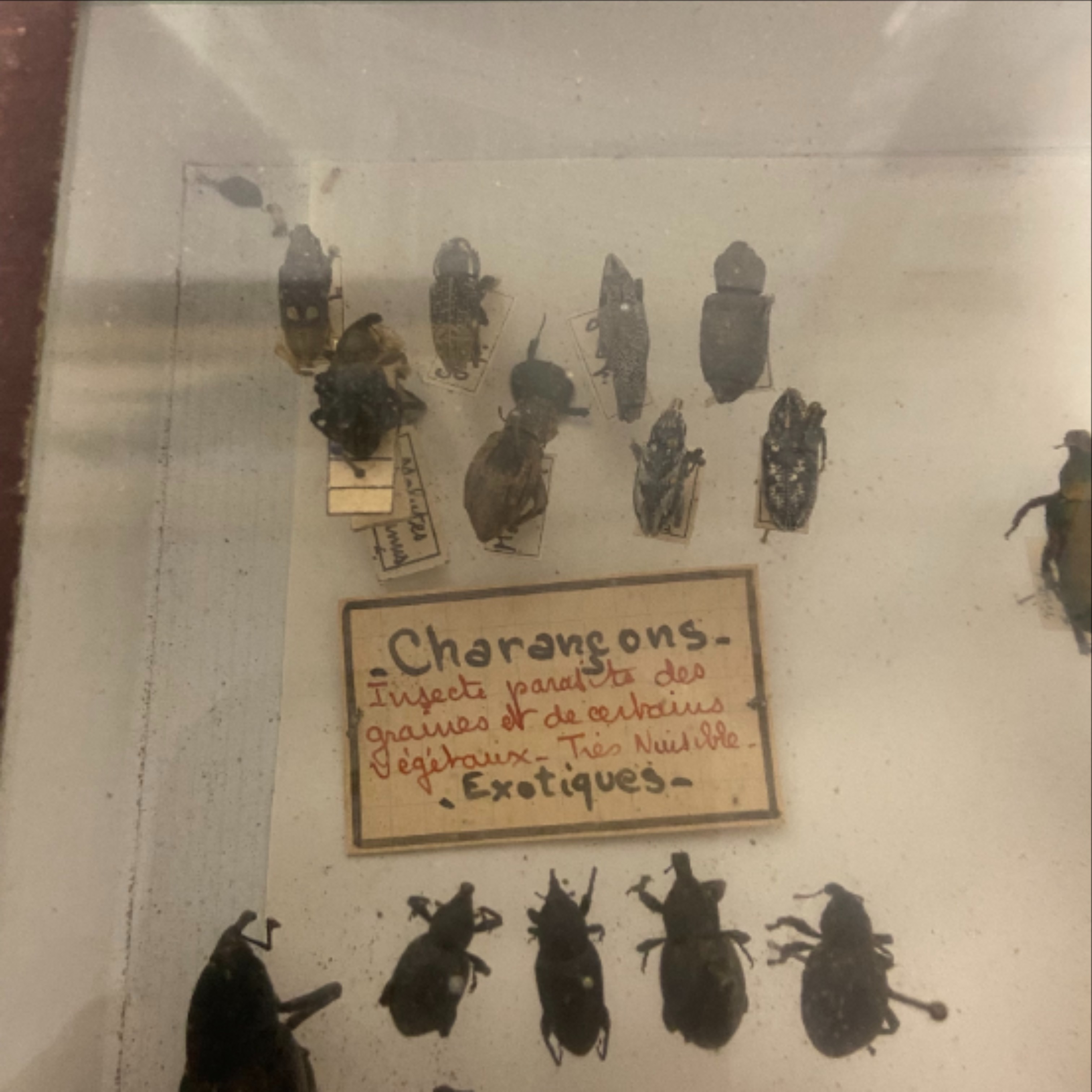 Vitrine ancienne contenant une collection de réplique d'insectes ( COLEOPTERES) - Bon état - Photo 2