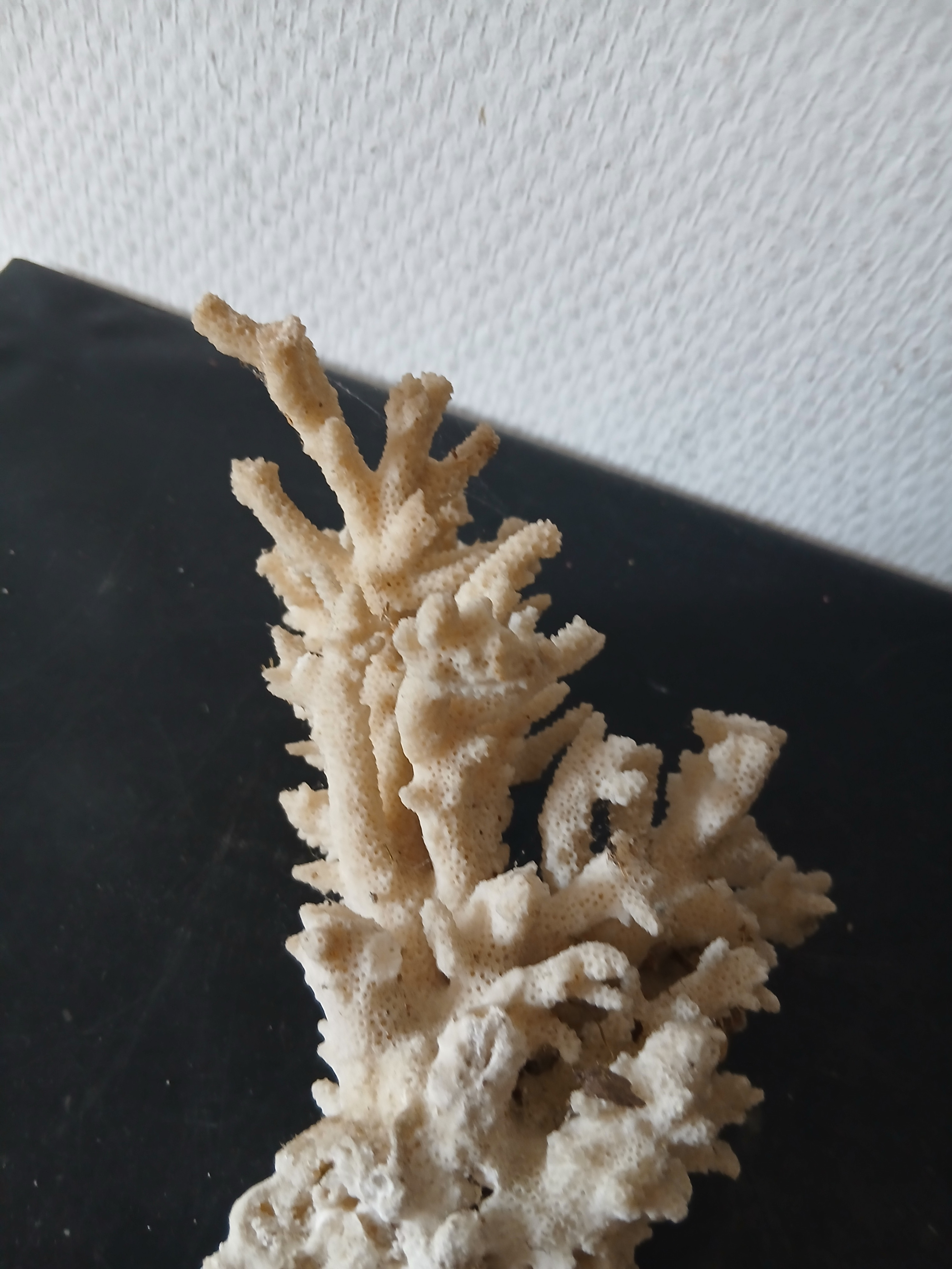 Voir photo 4 de Branche de corail blanc (longueur 16 cm) Branche de corail blanc (longueur 16 cm) - Vue 4 -
