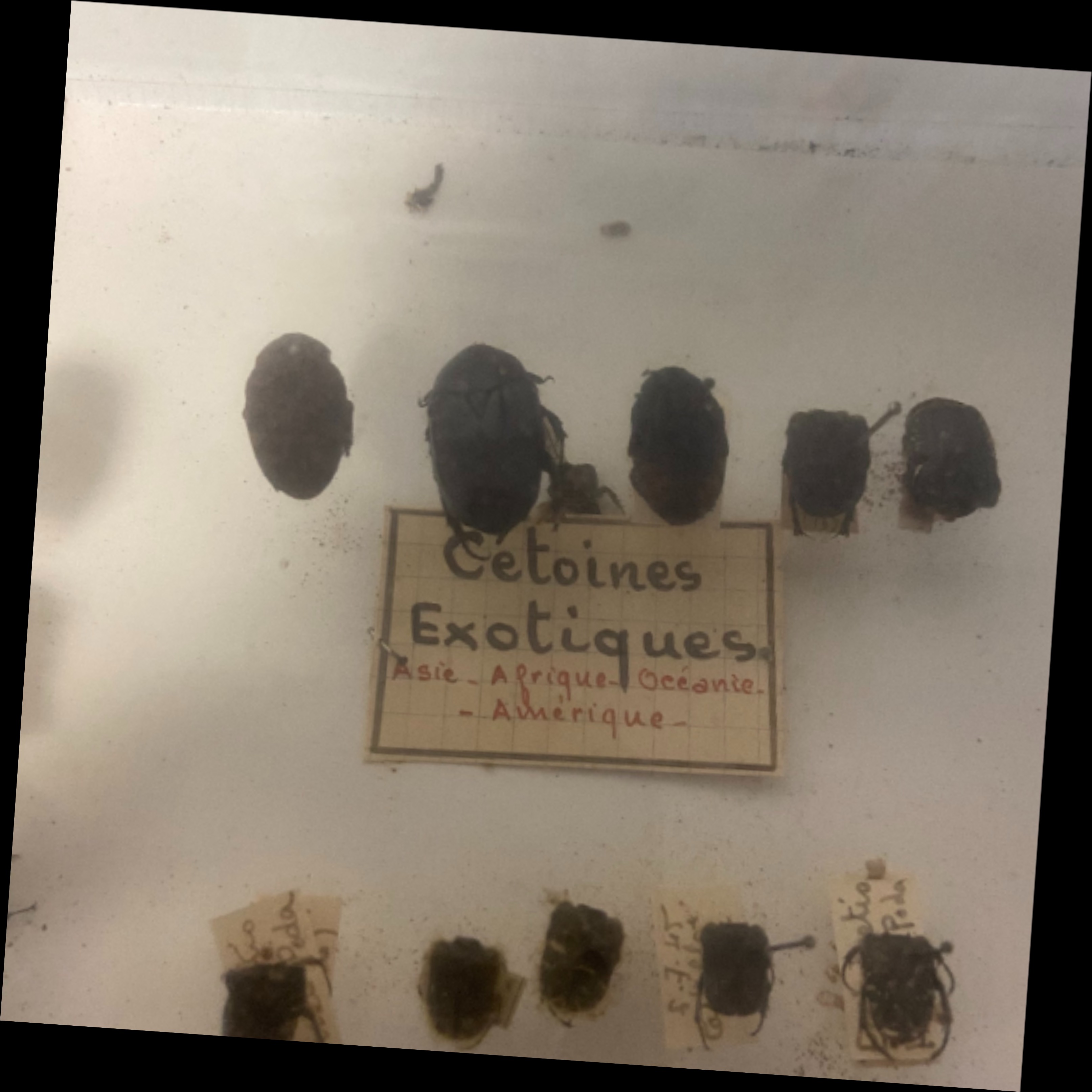 Vitrine ancienne contenant une collection de réplique d'insectes ( COLEOPTERES) - Bon état - Photo 6