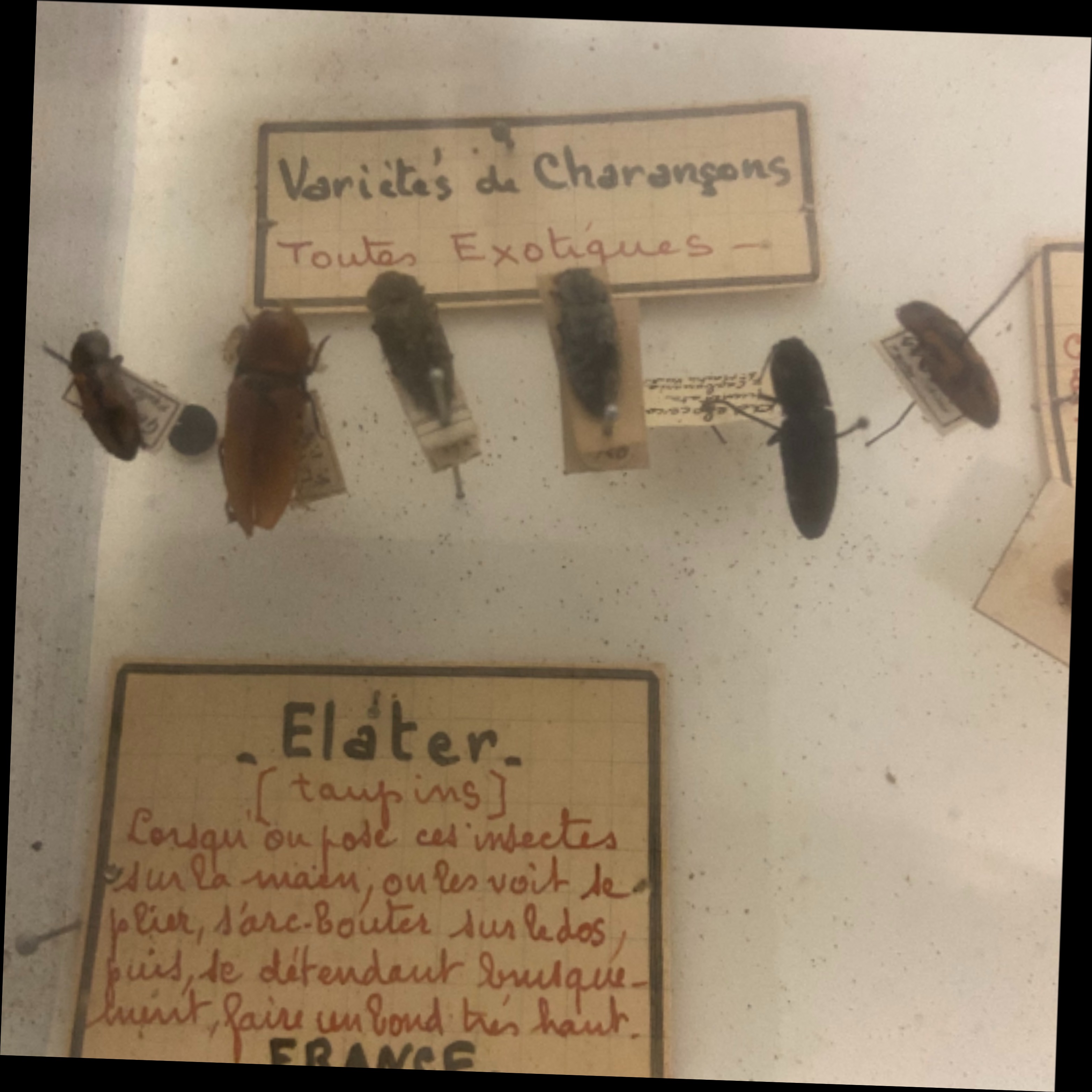 Vitrine ancienne contenant une collection de réplique d'insectes ( COLEOPTERES) - Bon état - Photo 4