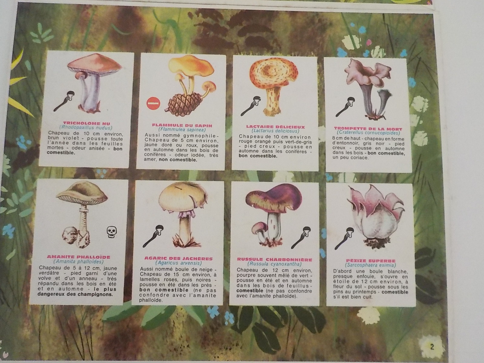 Ancien Jeu éducatif Loto des Champignons - État correct - Photo 6