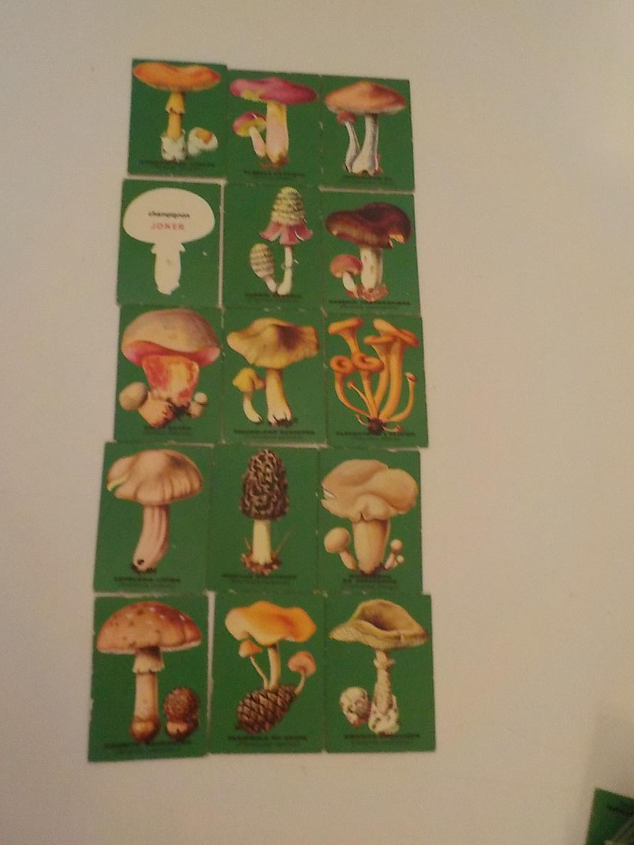 Ancien Jeu éducatif Loto des Champignons - État correct - Photo 10