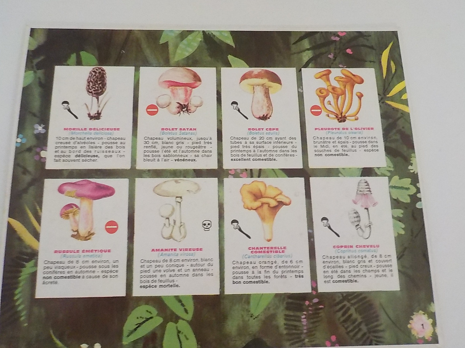 Ancien Jeu éducatif Loto des Champignons - État correct - Photo 7