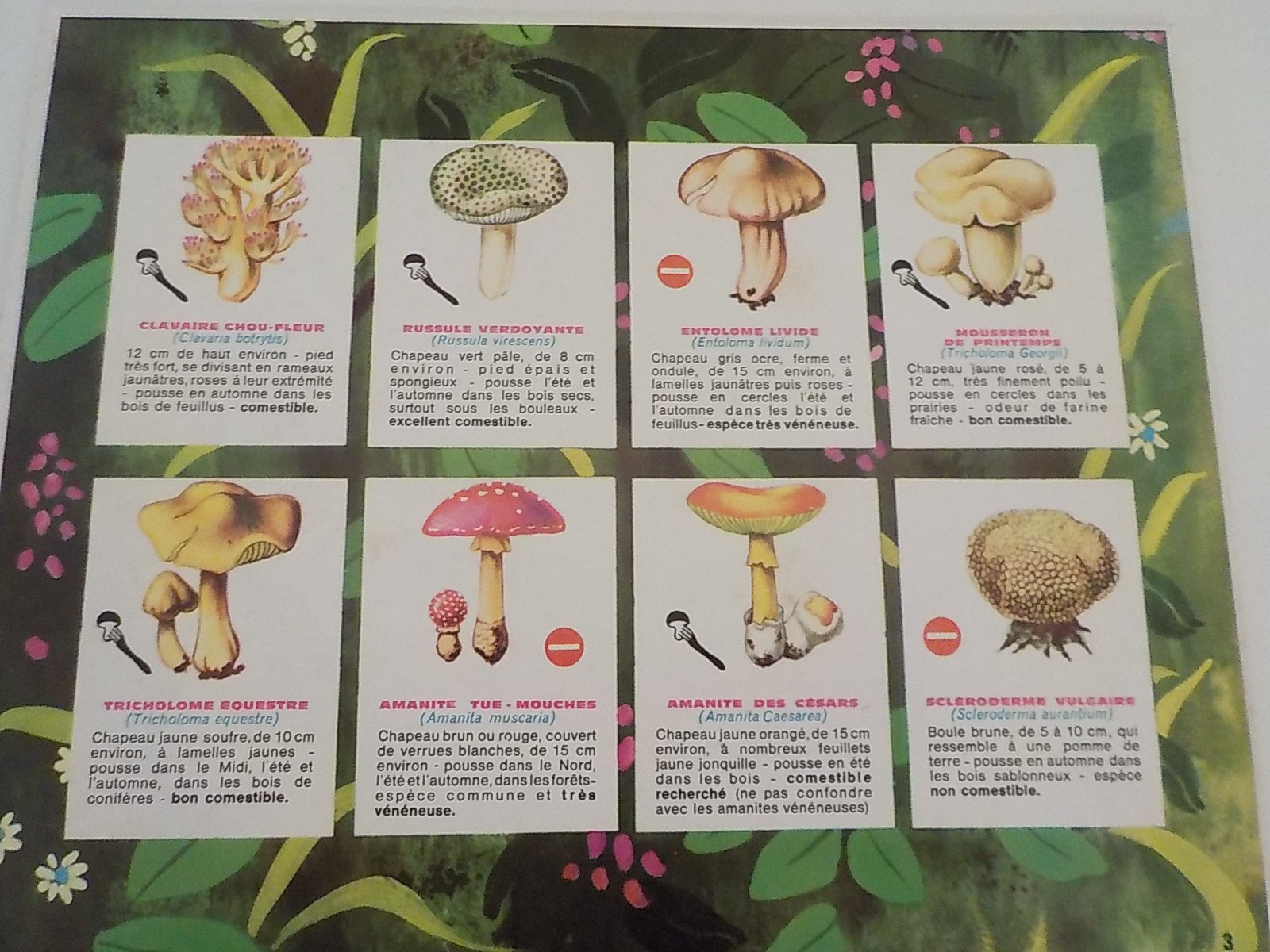 Ancien Jeu éducatif Loto des Champignons - État correct - Photo 5