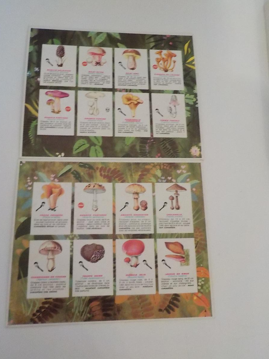 Ancien Jeu éducatif Loto des Champignons - État correct - Photo 3