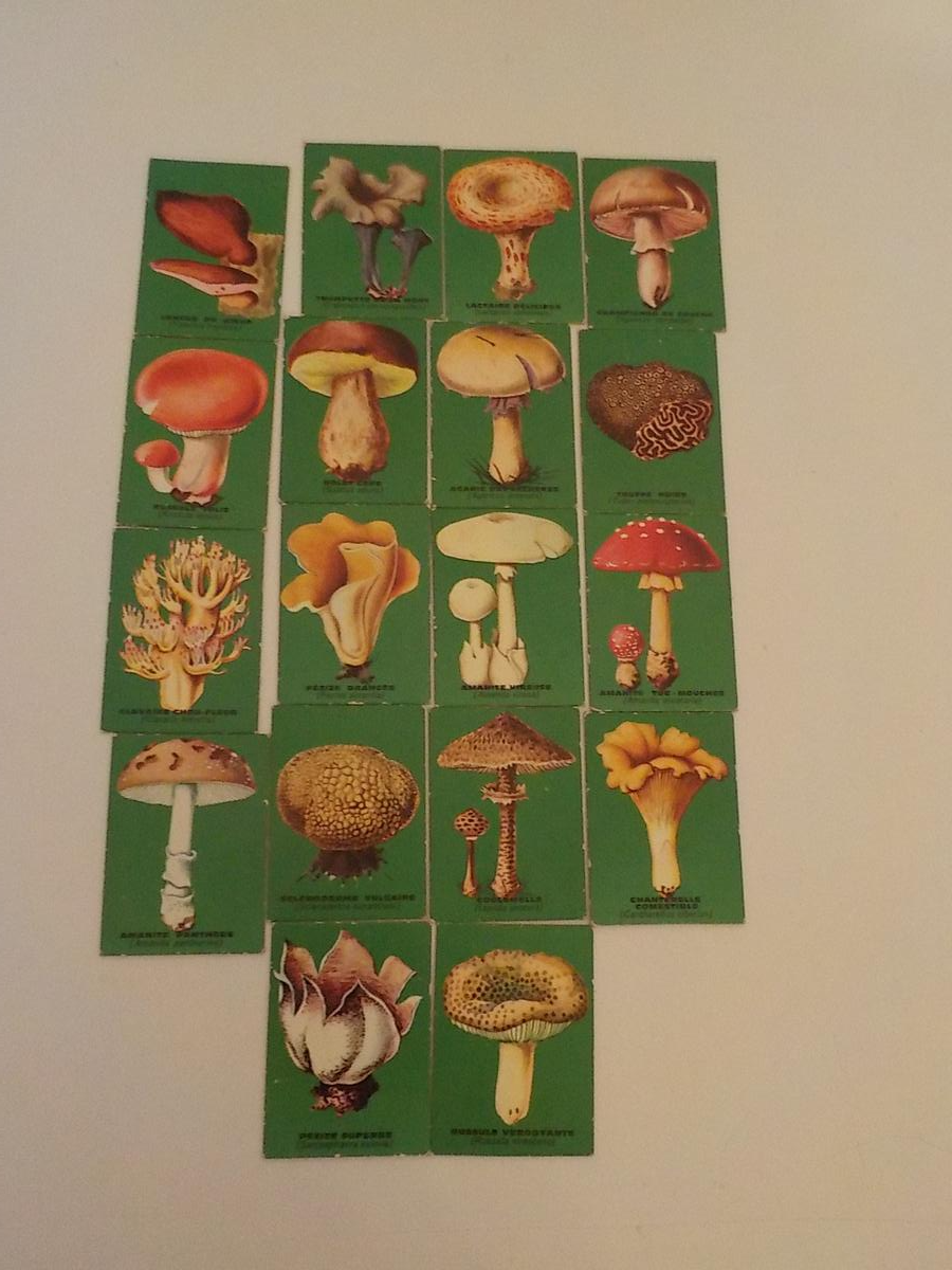 Ancien Jeu éducatif Loto des Champignons - État correct - Photo 9